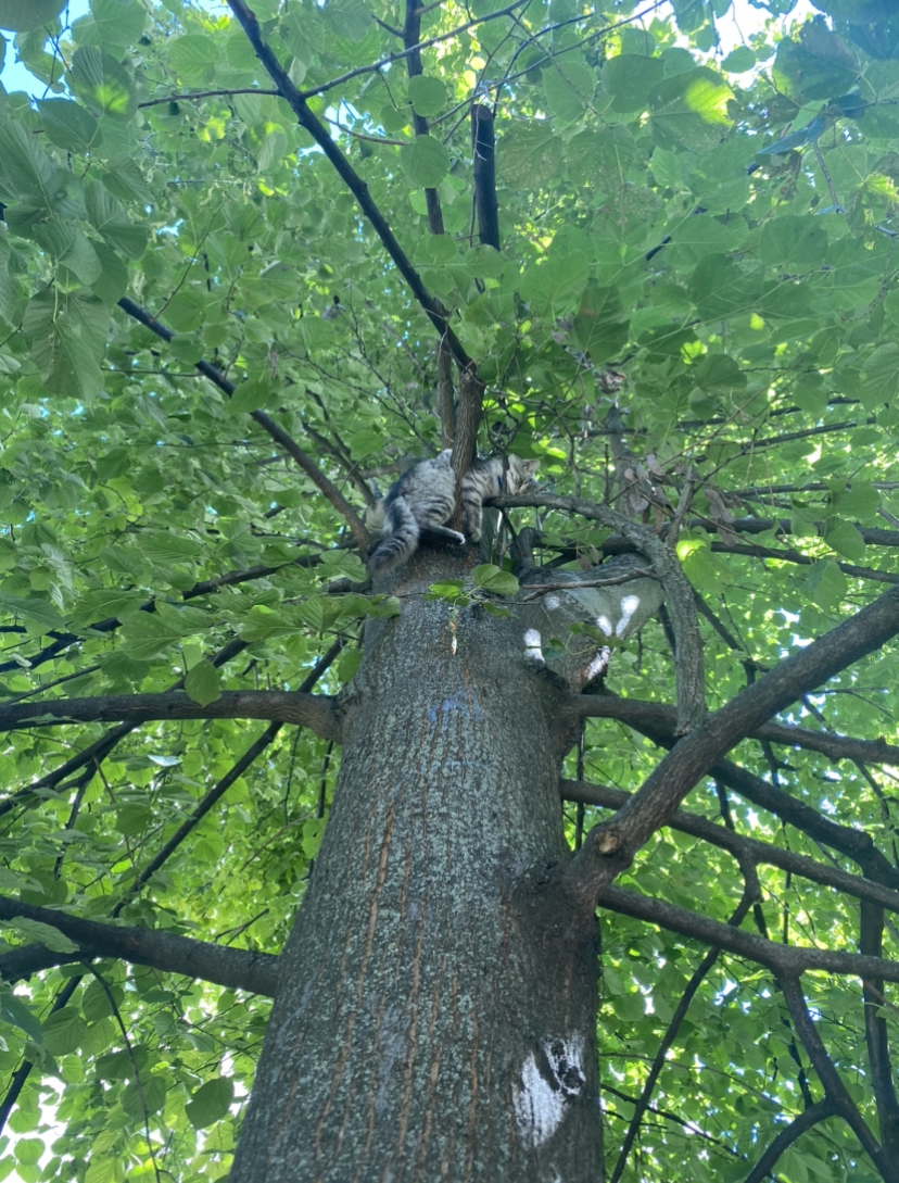 Операция по снятию кота с дерева | Пикабу