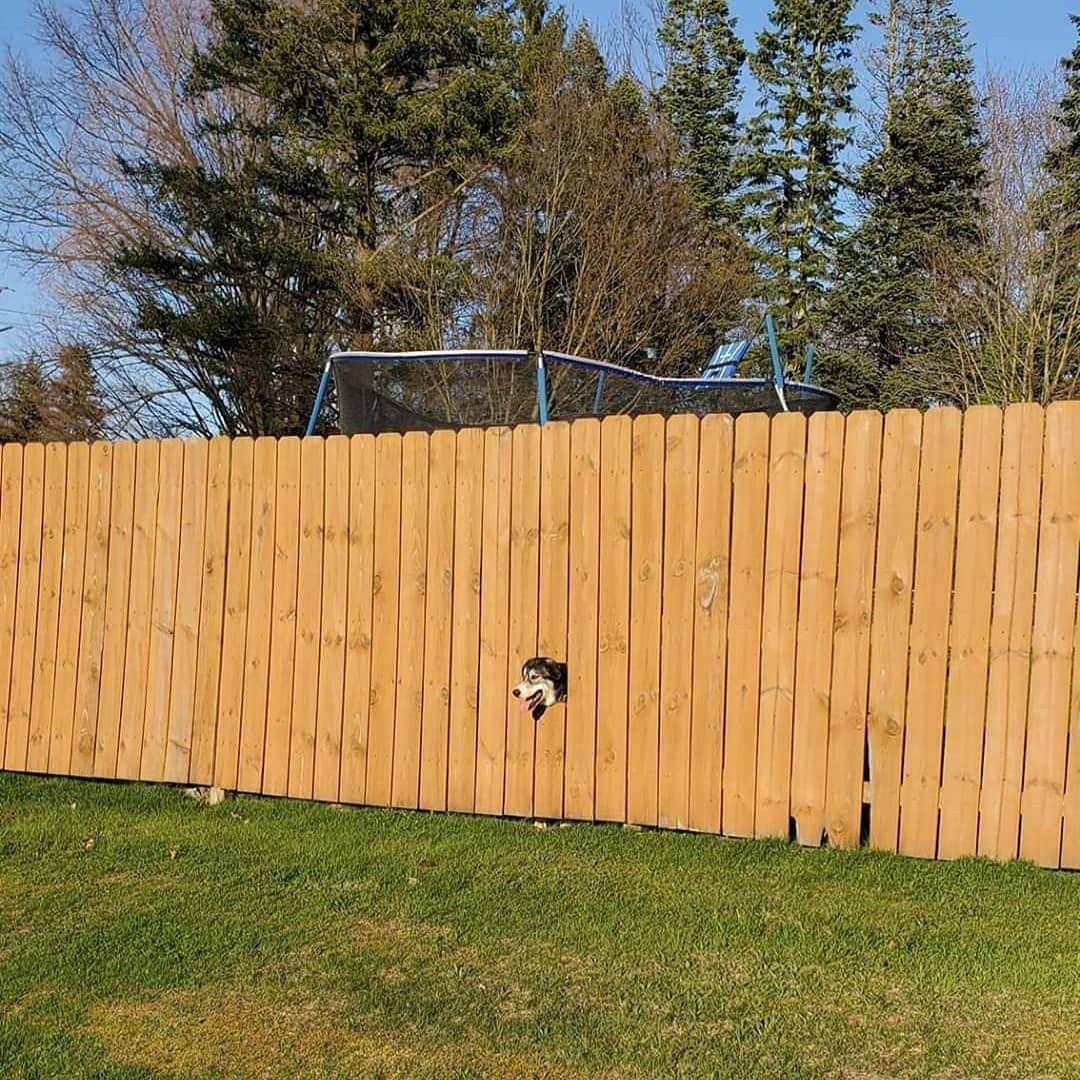 Photogenic - Dog, Fence, Milota, Jurassic Park, Jaws, Edvard Munch Creek, Longpost, Creative