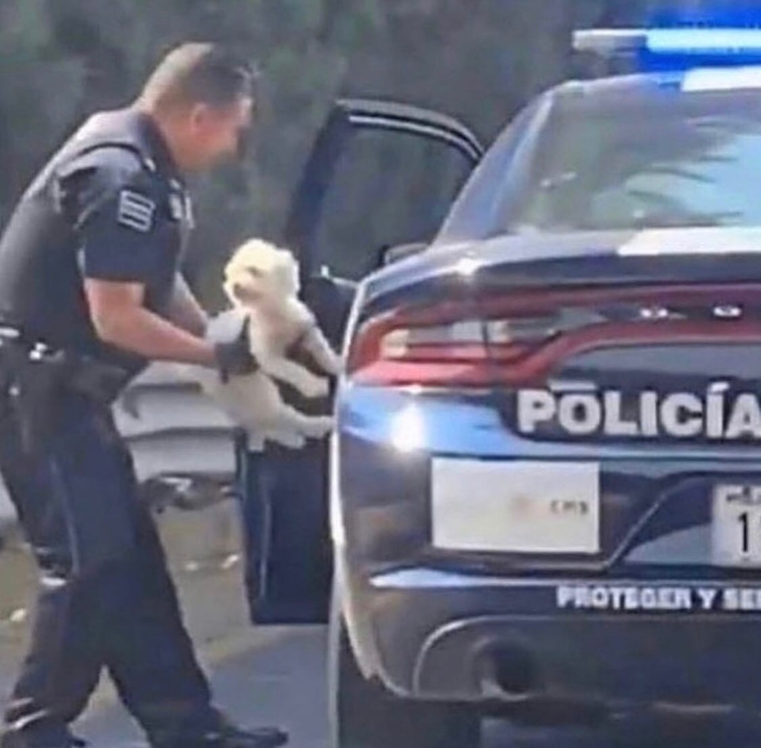 Sad story - Police, Dog, Humor, Longpost