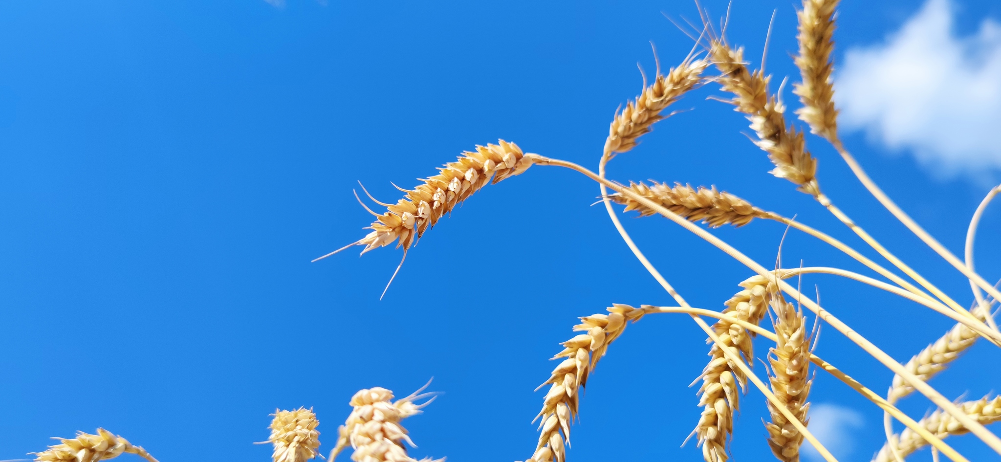 Wheat - My, Wheat, Field, Native open spaces, Longpost, Mobile photography, Spikelet, Close-up, The photo