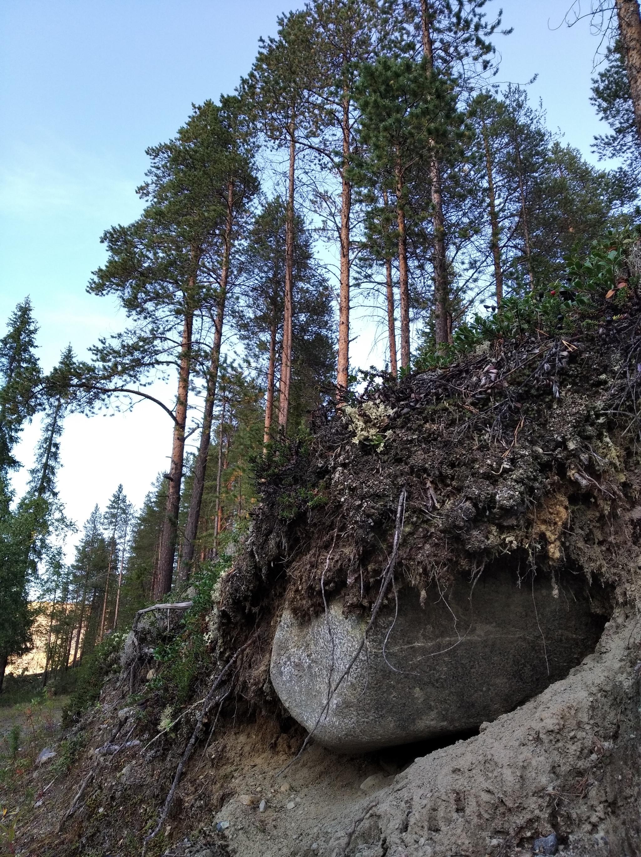 Лес, коряги, камни - Моё, Фотография, Лес, Длиннопост