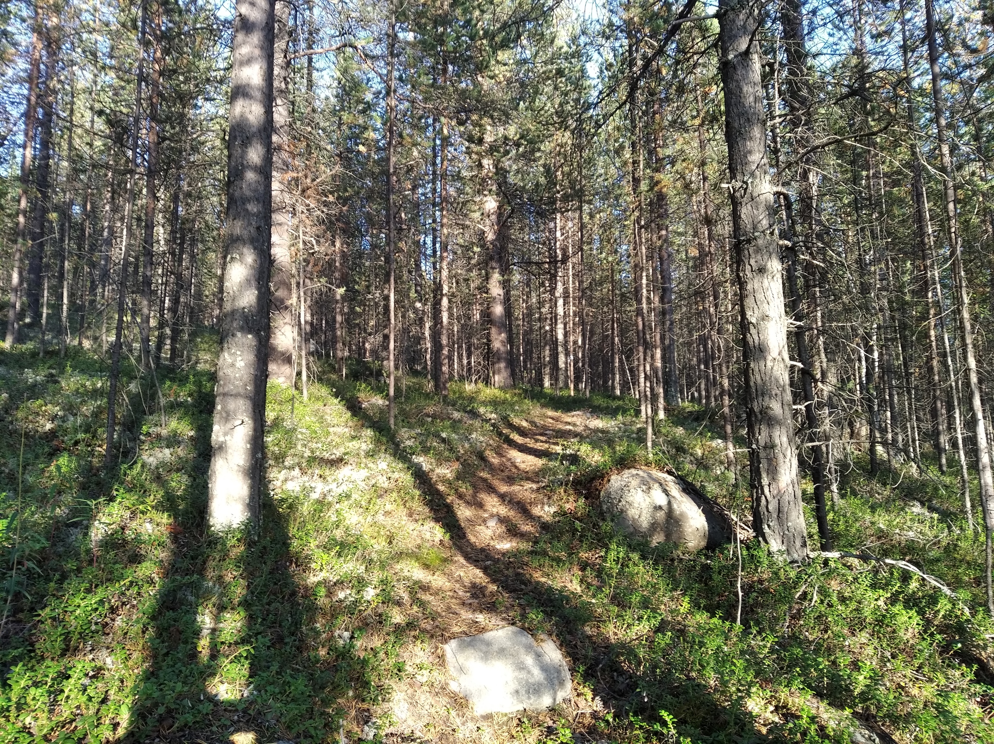 Лес, коряги, камни - Моё, Фотография, Лес, Длиннопост