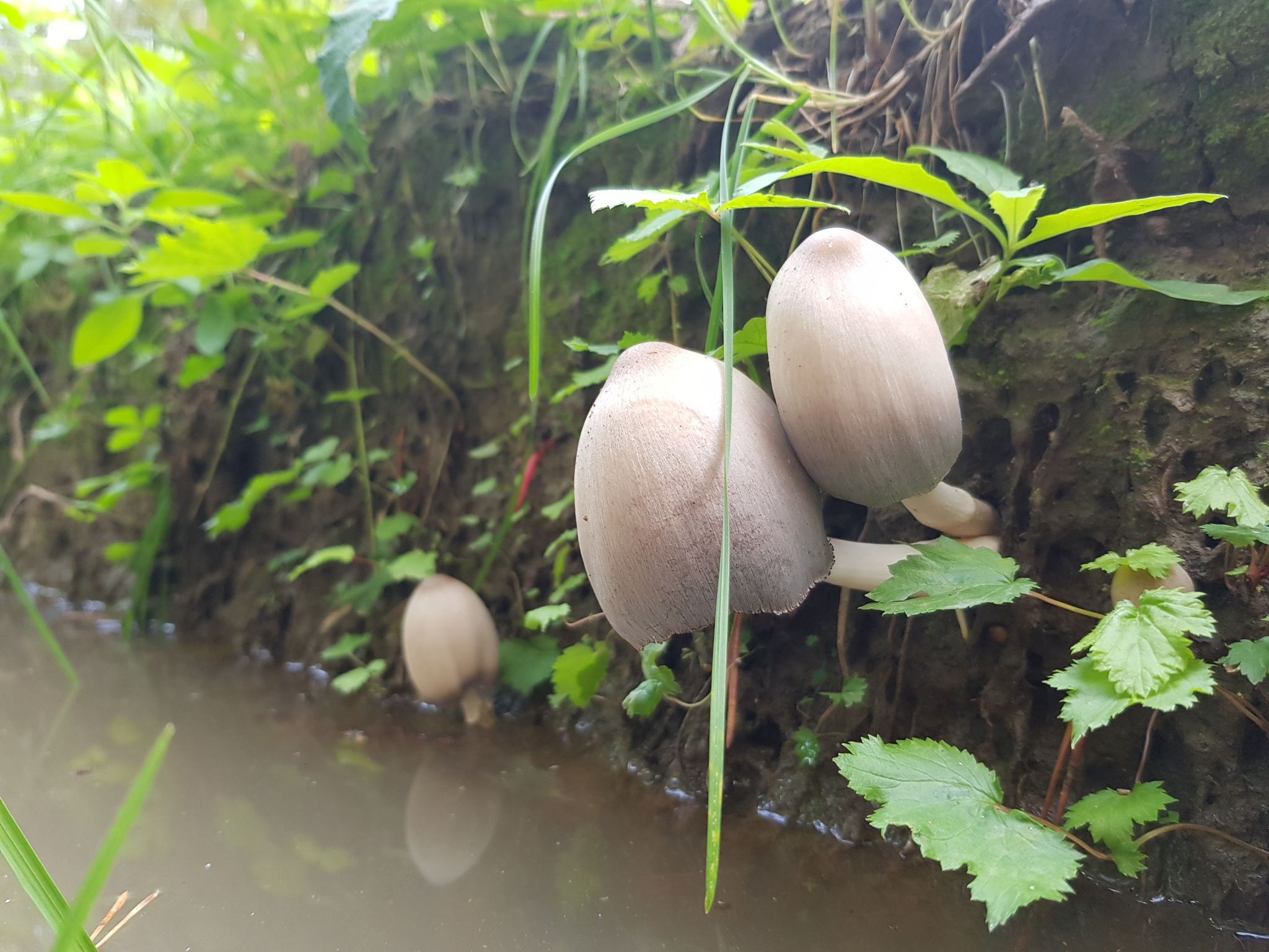 And love happens among mushrooms - My, Mushrooms, The photo, Family, Nature, Forest, Silent hunt