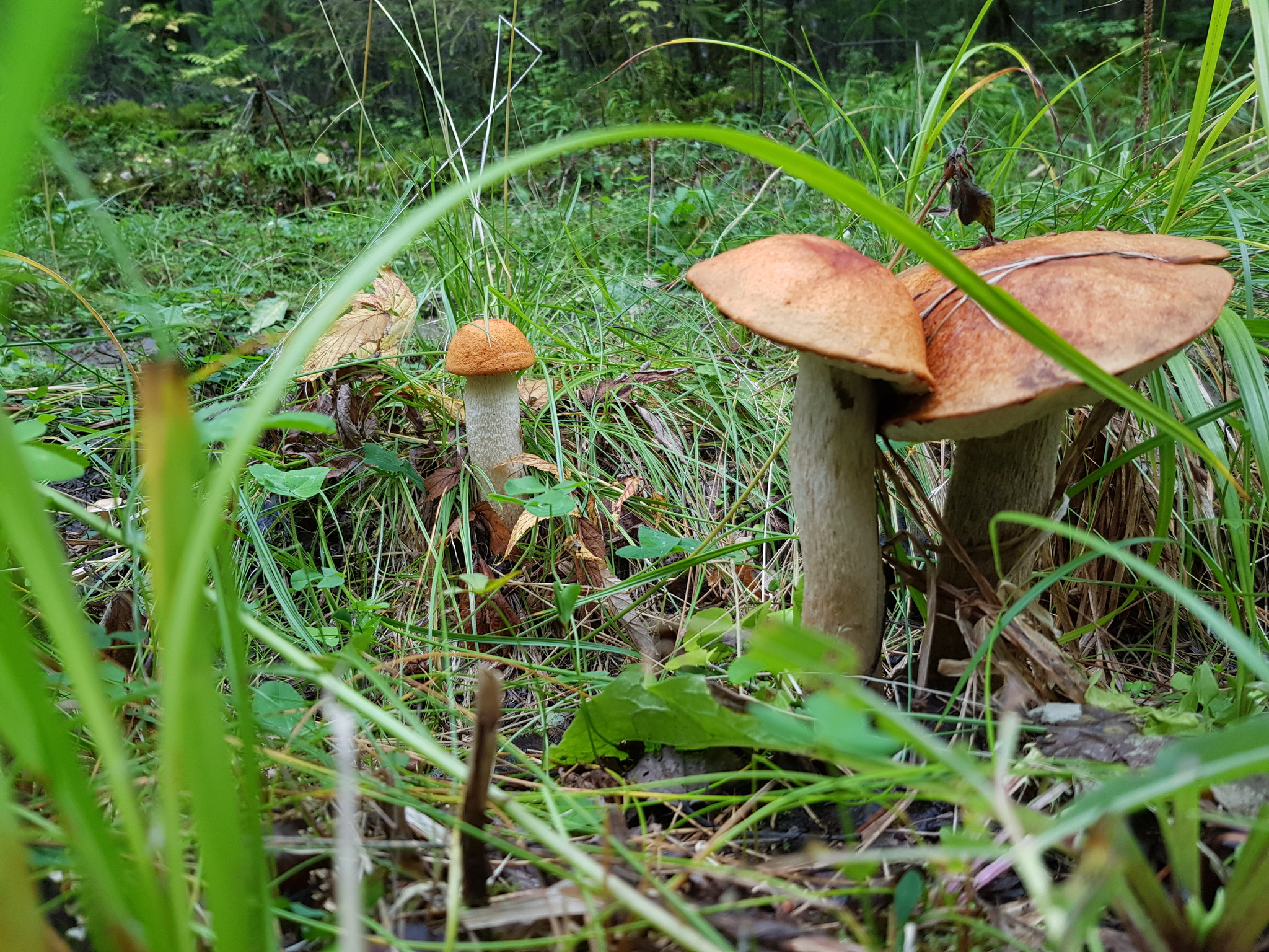 And love happens among mushrooms - My, Mushrooms, The photo, Family, Nature, Forest, Silent hunt