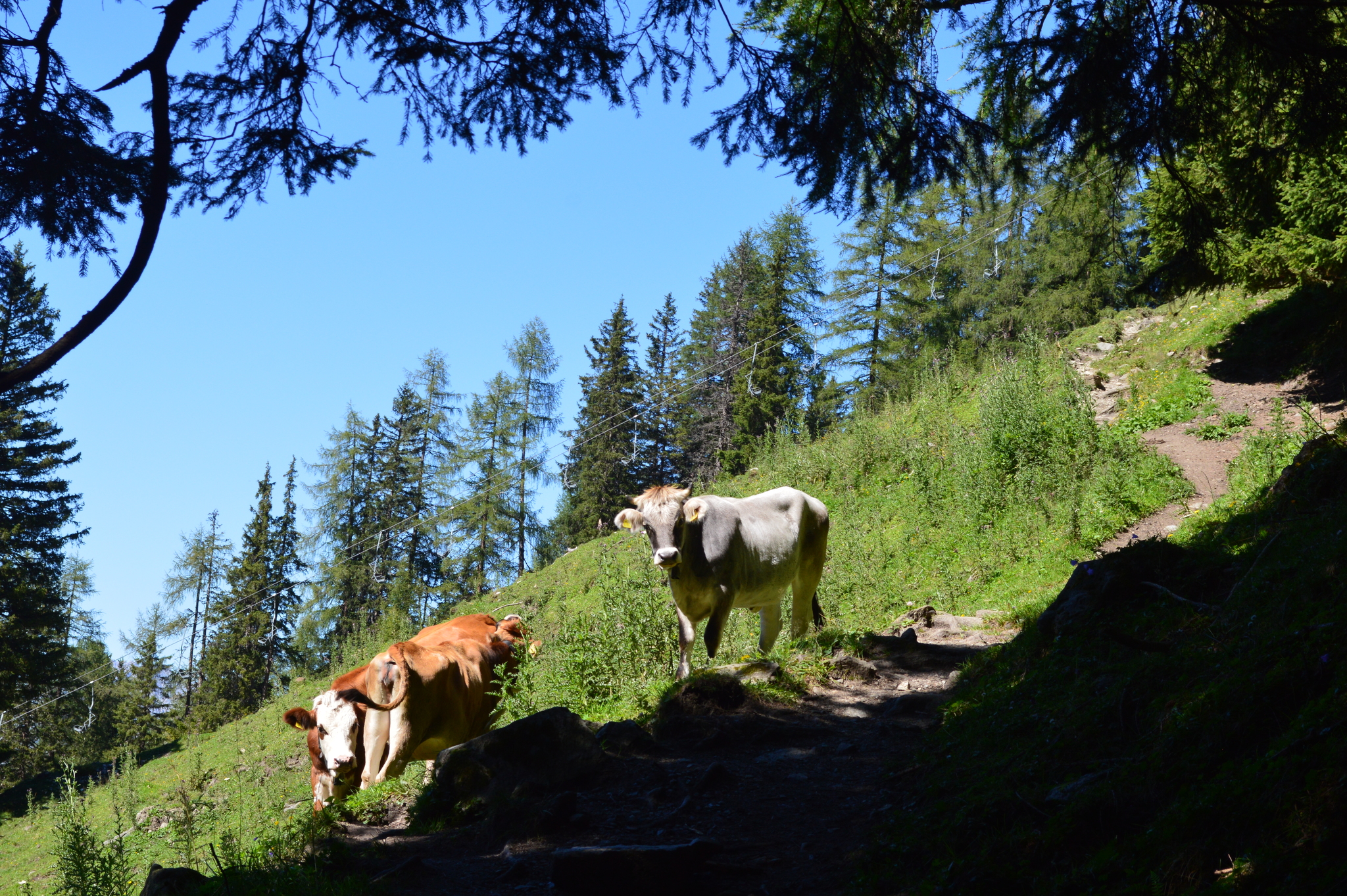 Hiking in the Austrian and Tyrolean mountains - My, Austria, Tyrol, The mountains, Hike, Tourism, Travels, The photo, Summer, Innsbruck, Longpost