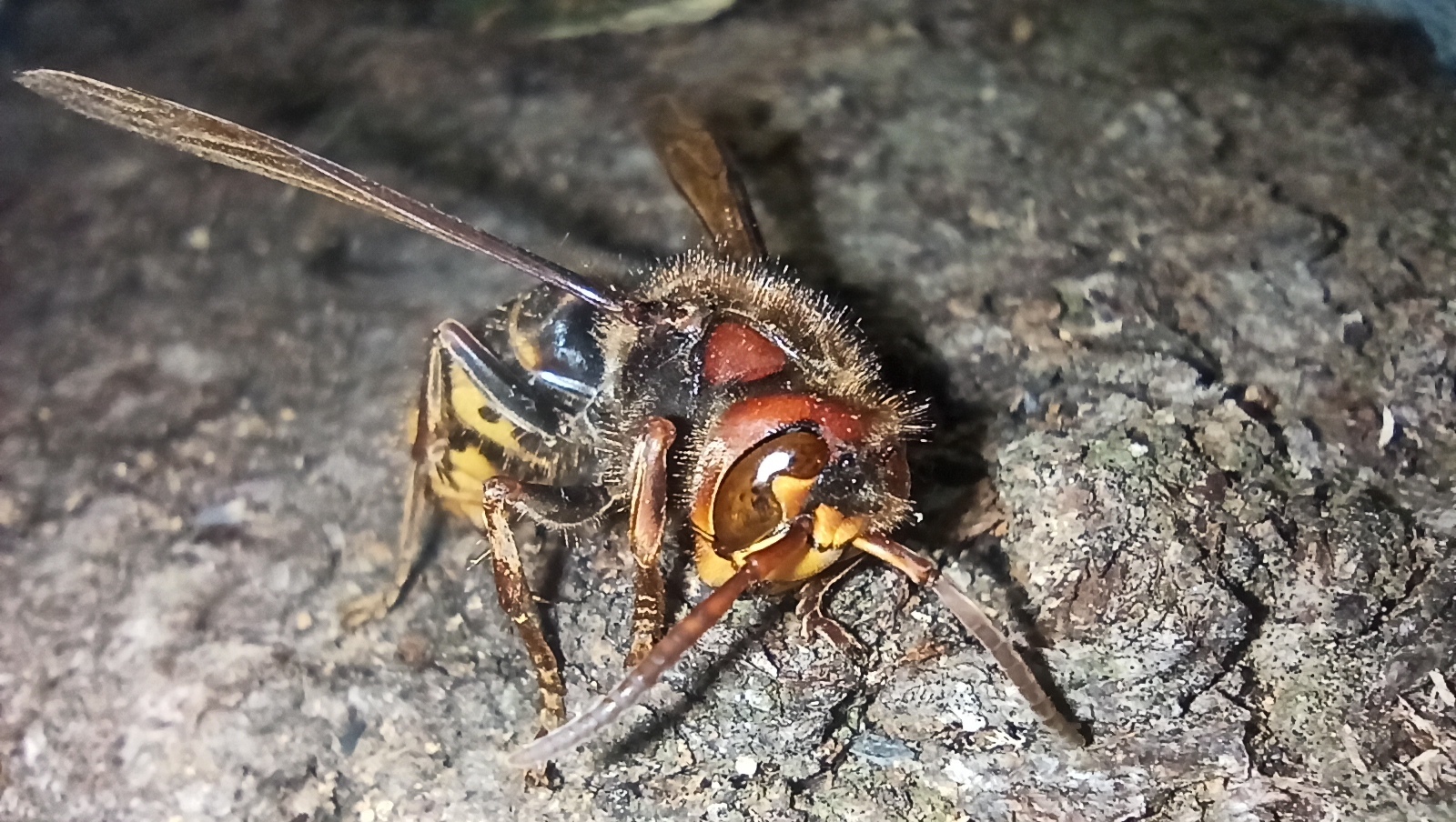 Autumn hornet - My, Mobile photography, Hornet, Insects