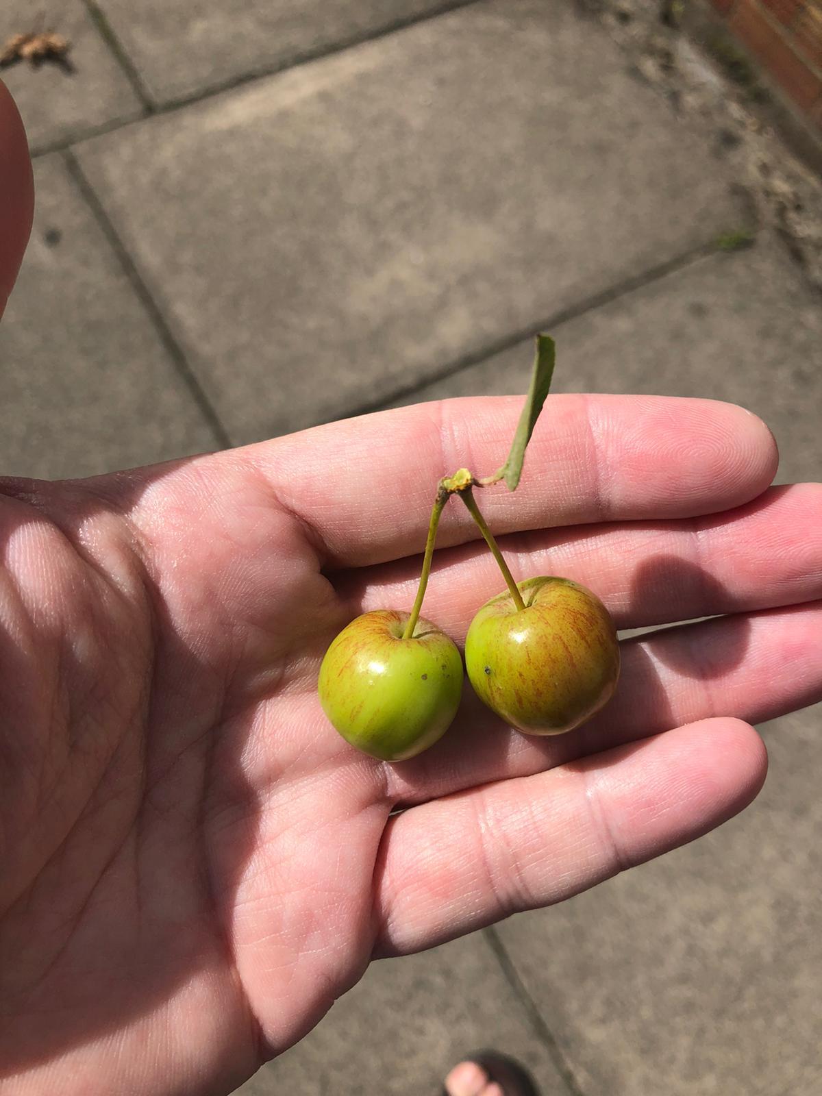 Mini apples, very similar to cherries - The photo, Plants, Фрукты, Apples, Cherry, Similarity, Gardening, Reddit