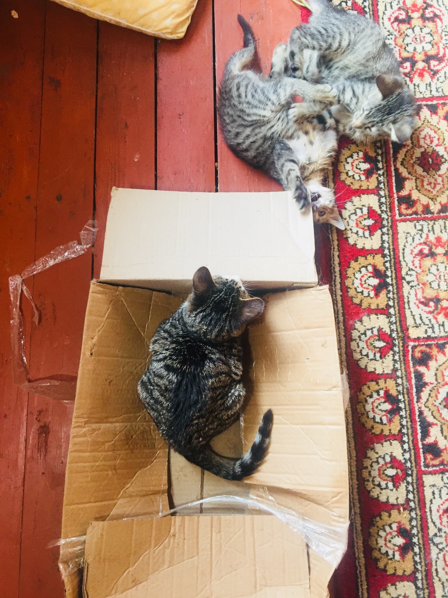 Adventures of a box in my house - My, cat, Kittens, Box, Box and cat, Longpost