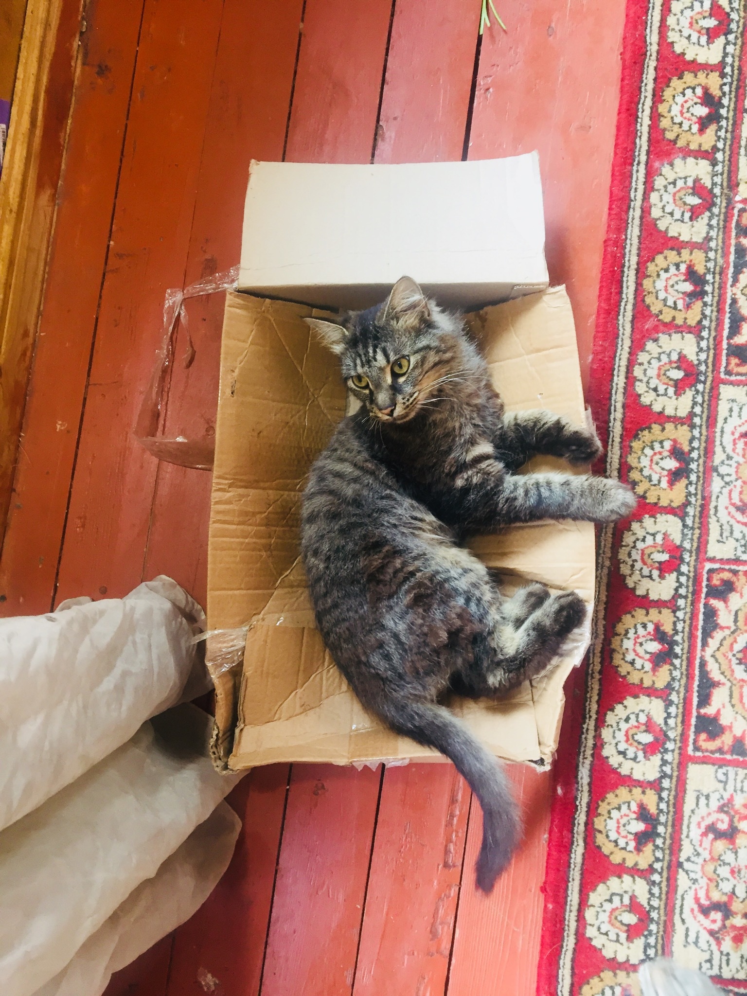 Adventures of a box in my house - My, cat, Kittens, Box, Box and cat, Longpost