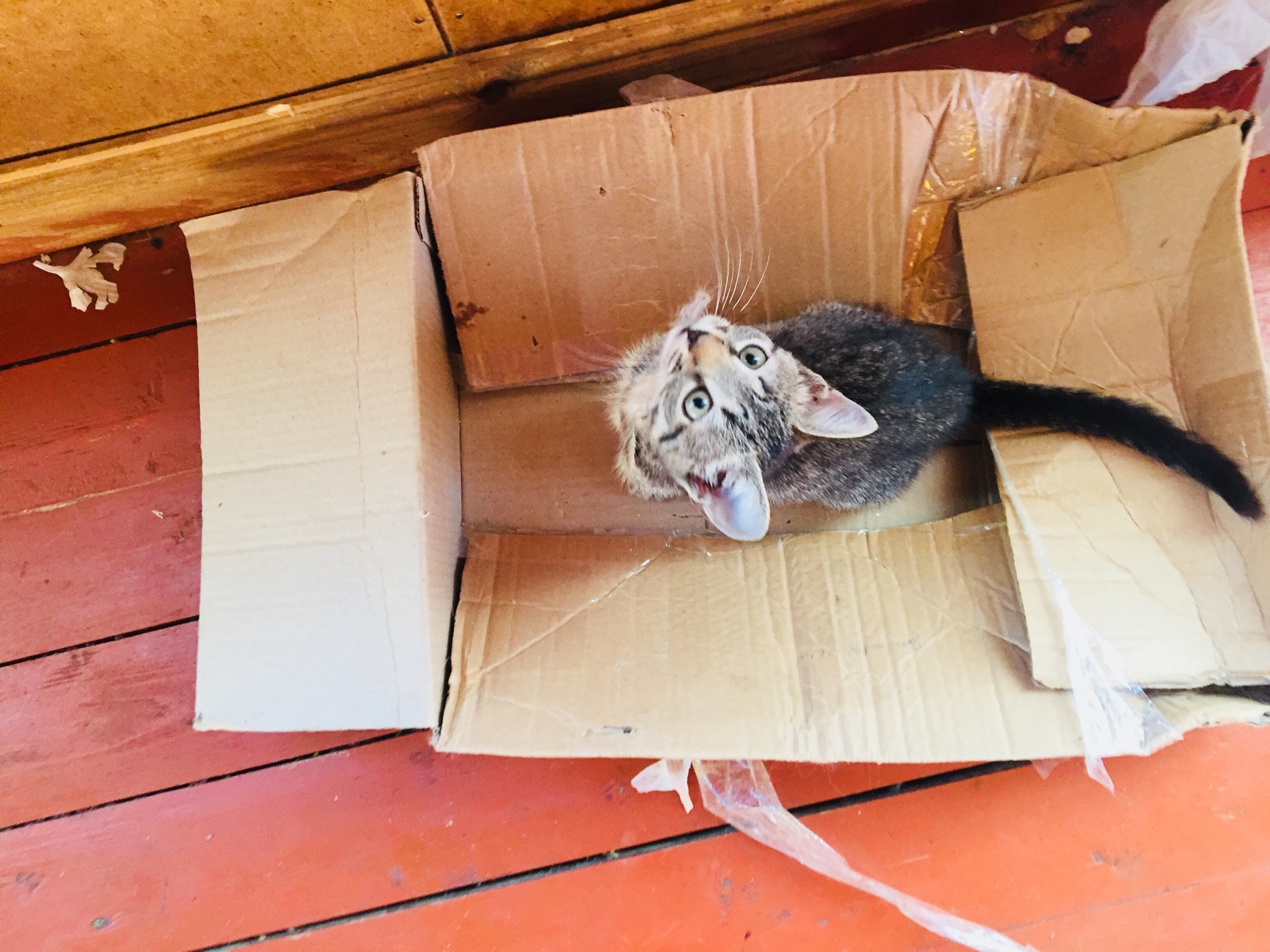 Кот в коробке с ядом