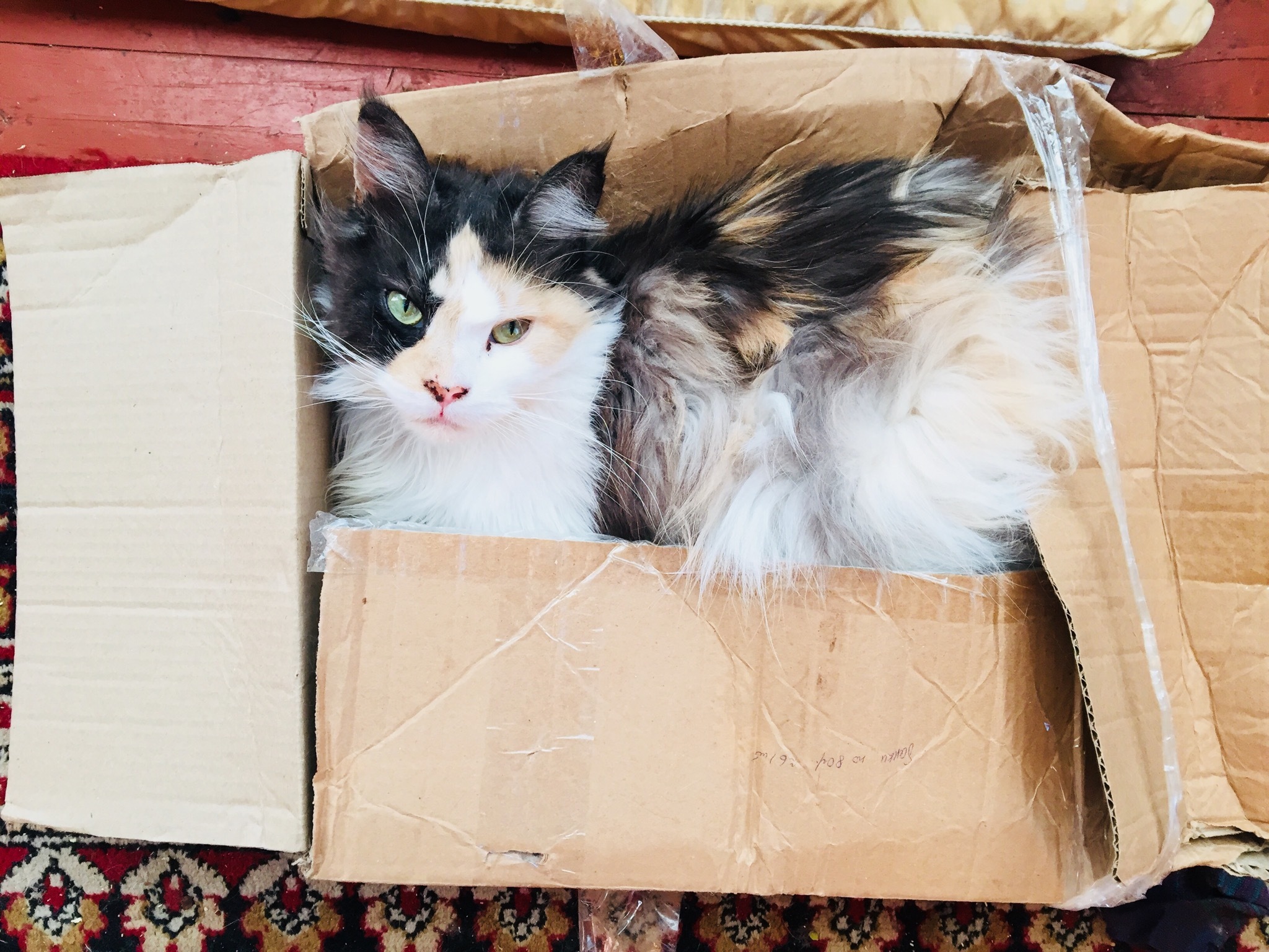 Adventures of a box in my house - My, cat, Kittens, Box, Box and cat, Longpost