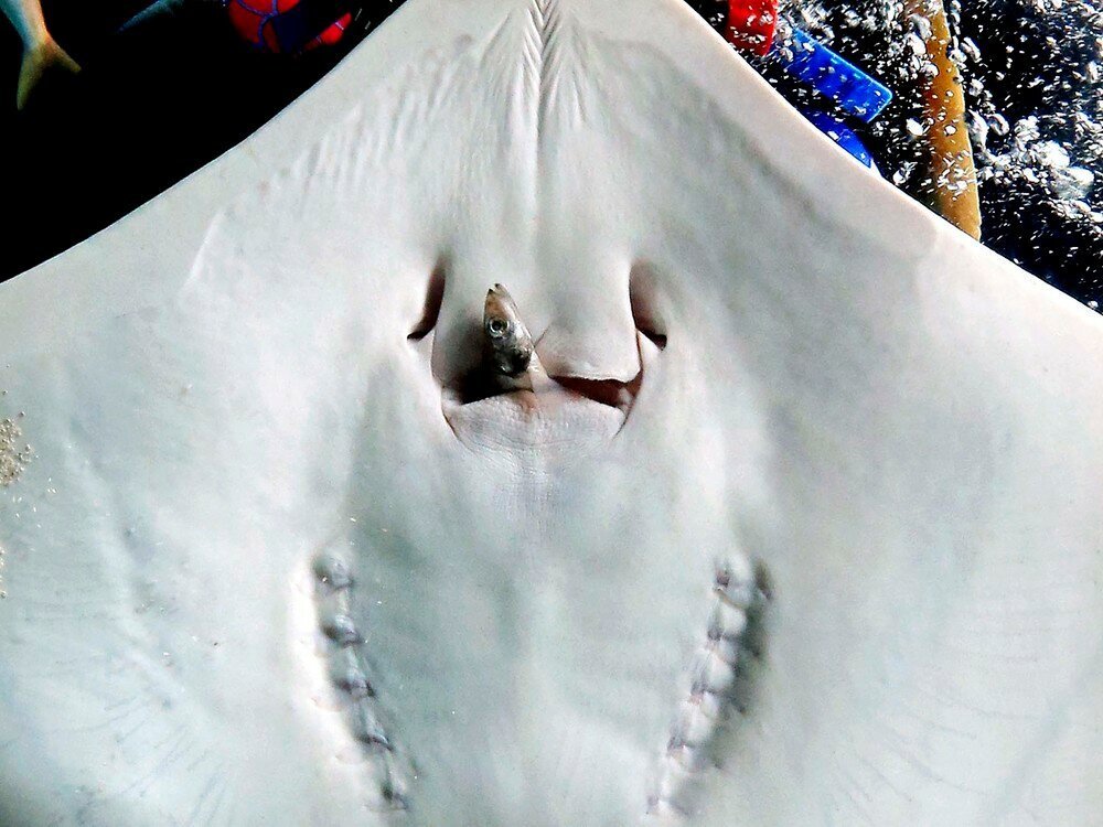 How does a stingray eat? - My, Penza Oceanarium, Stingray, Stingray, A fish, Oceanarium, Animals, Longpost