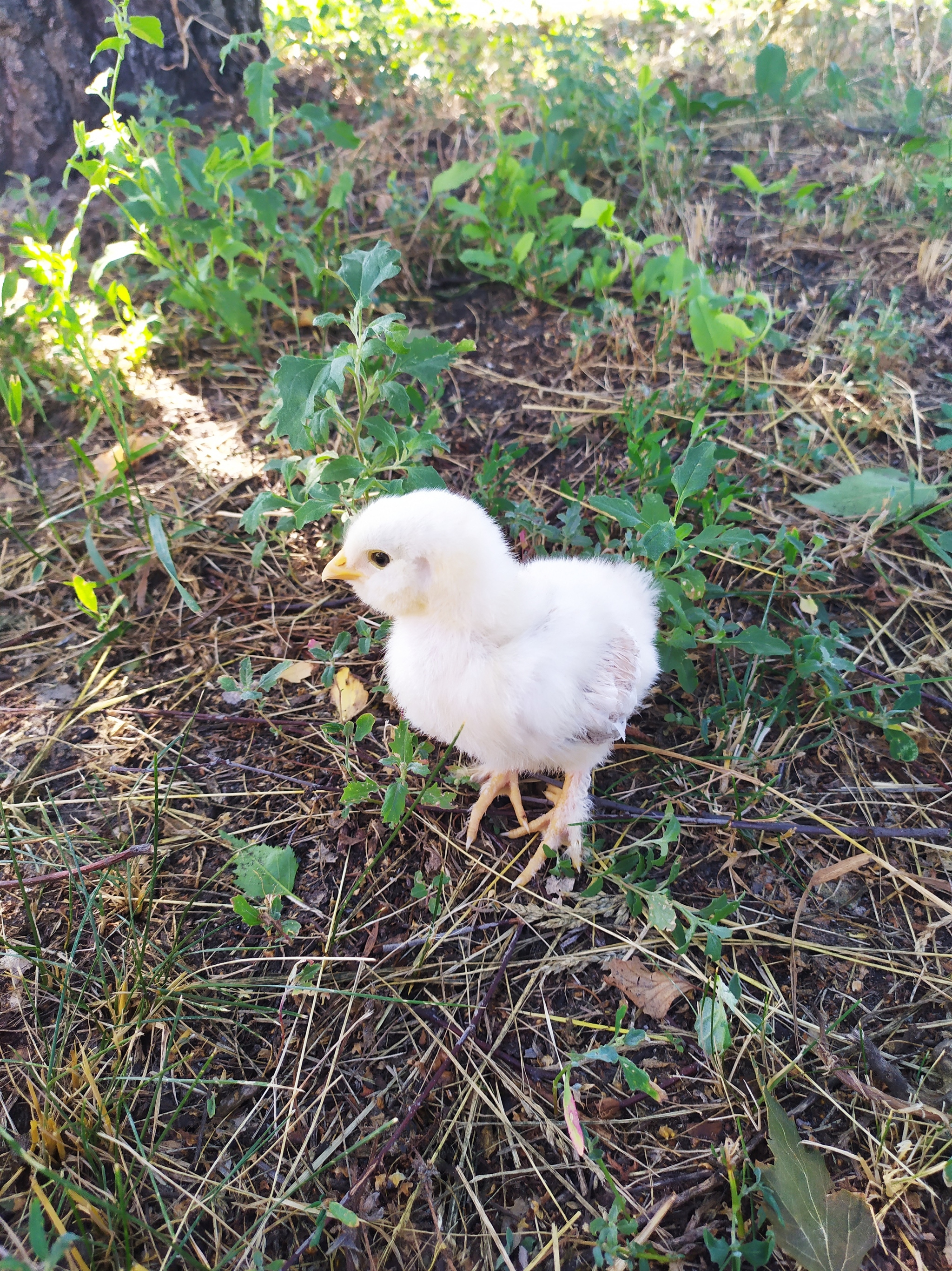 Project faverole - My, Chickens, Incubation, Longpost