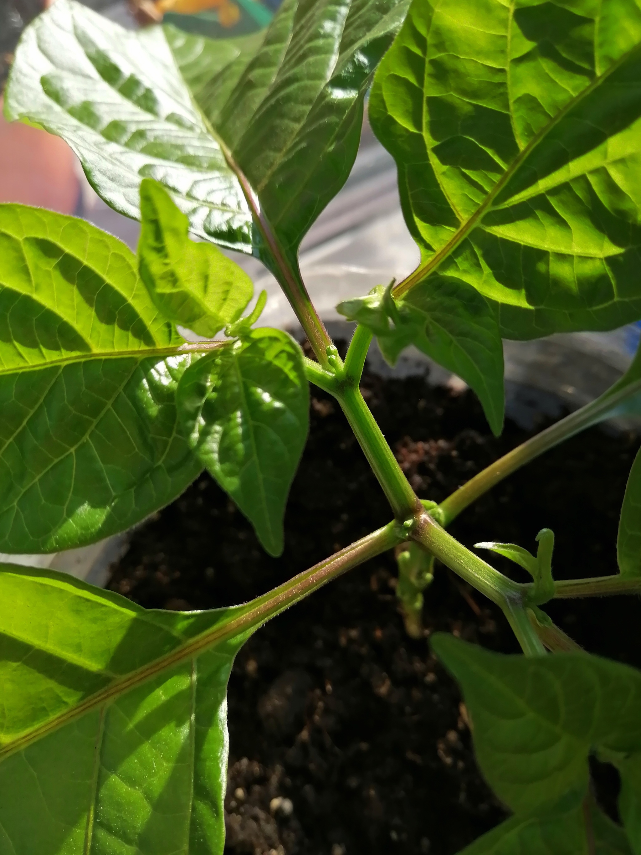 Question for experienced pepper growers - My, Pepper farming, Hot peppers, Growing, Question, Longpost