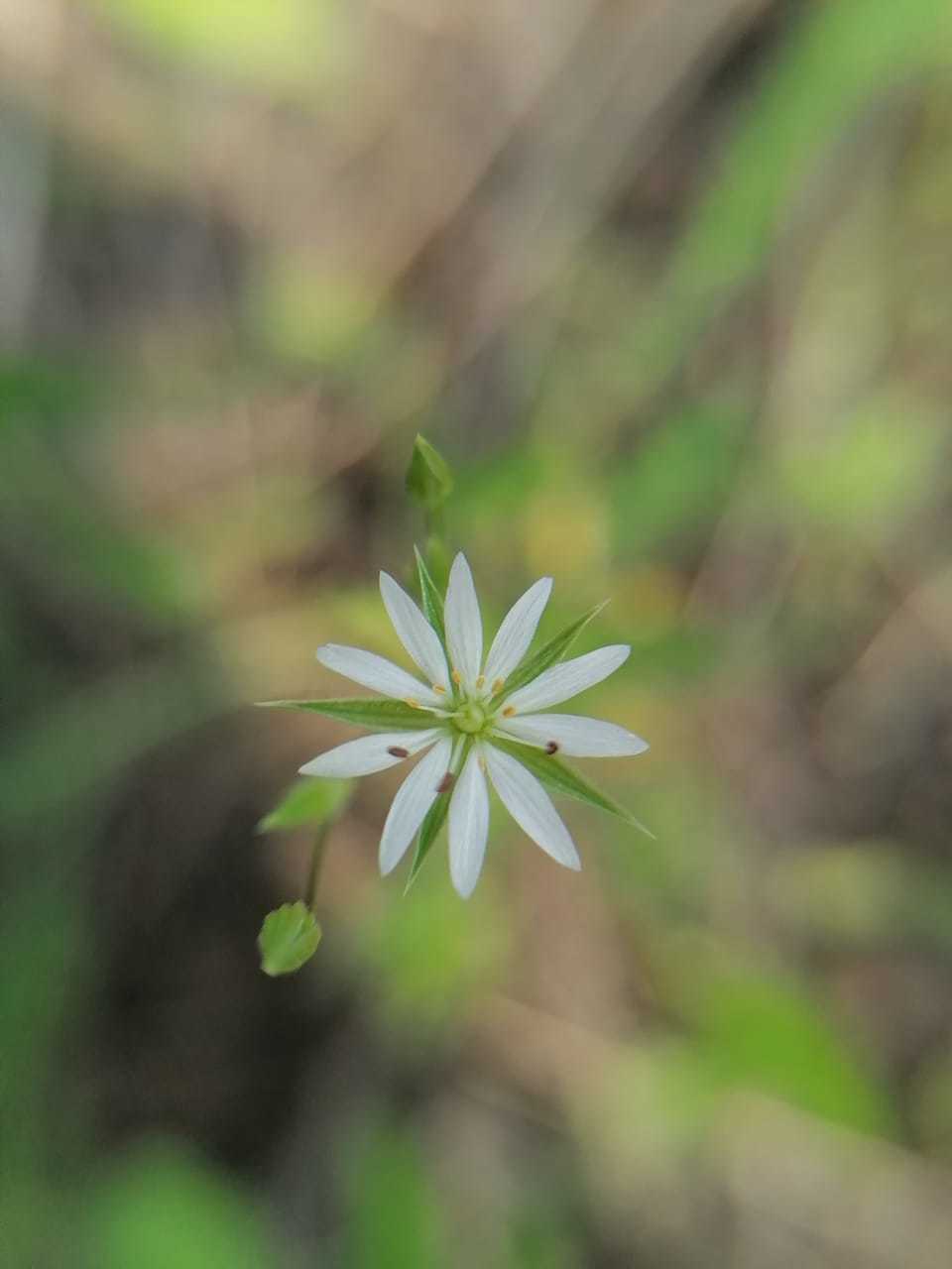 Лиана Якутская цветок