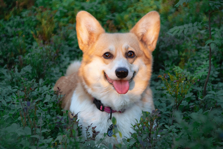 Sunset - My, Dog, Corgi, Nature, Summer