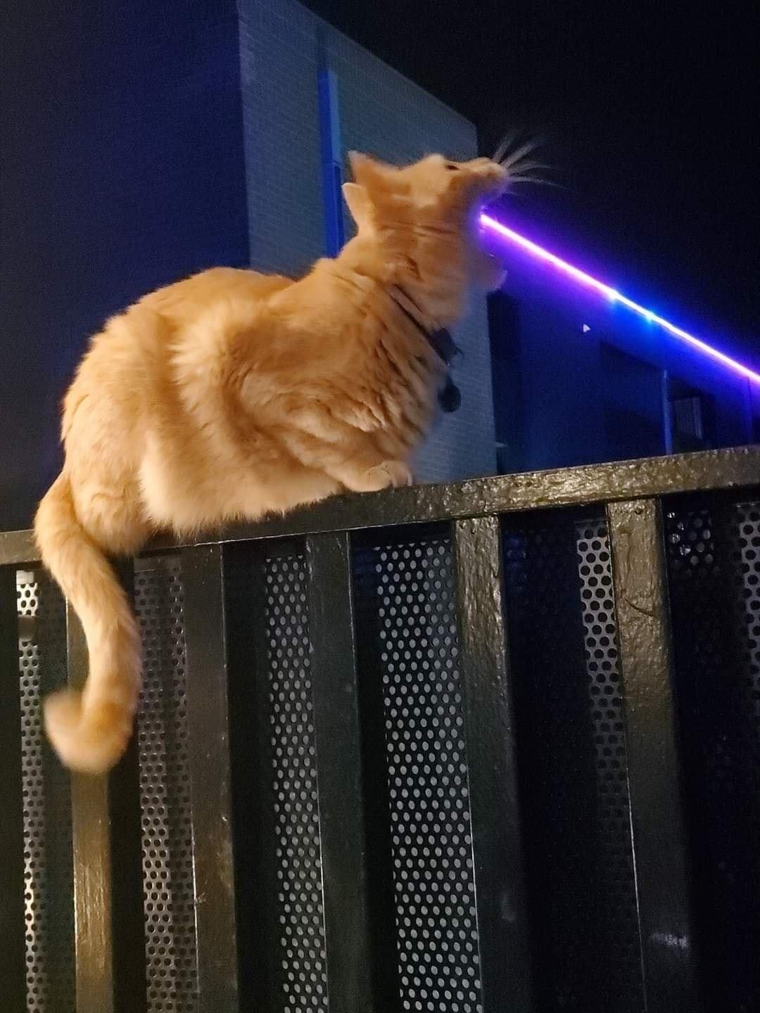 Guard cat - cat, Lightsaber, Fence, Redheads, Successful angle