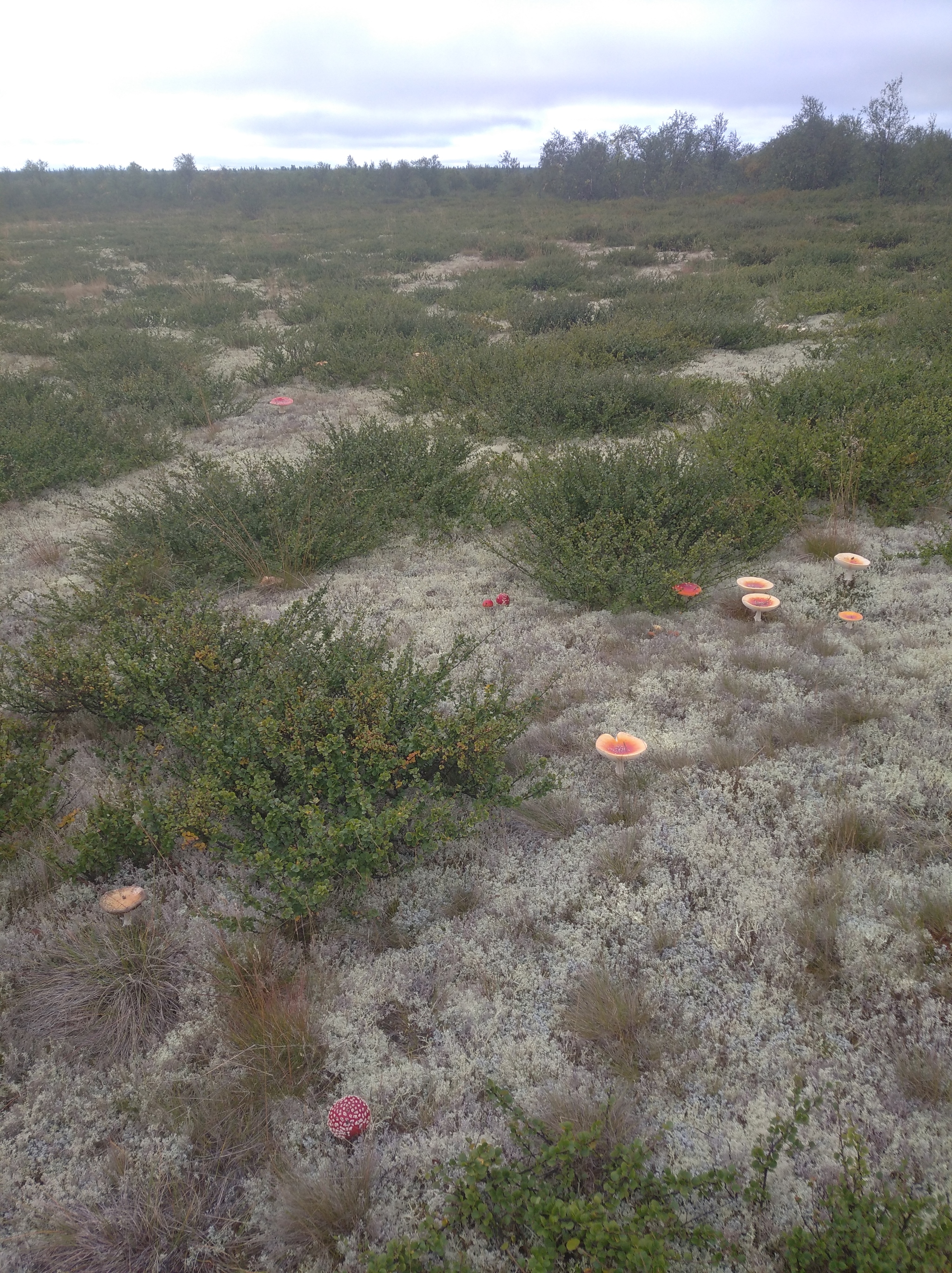 Tundra Naryan-Mar - My, The nature of Russia, Tundra, Mushrooms, Naryan-Mar, Longpost