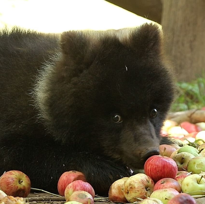 Baby Puzha - The photo, Animals, The Bears, Young, Apples, Longpost, Milota, Teddy bears