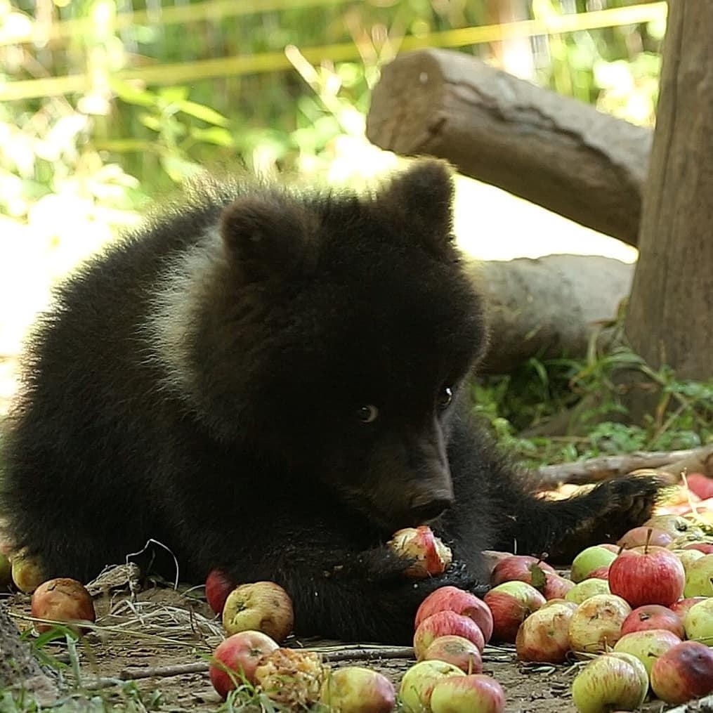 Baby Puzha - The photo, Animals, The Bears, Young, Apples, Longpost, Milota, Teddy bears