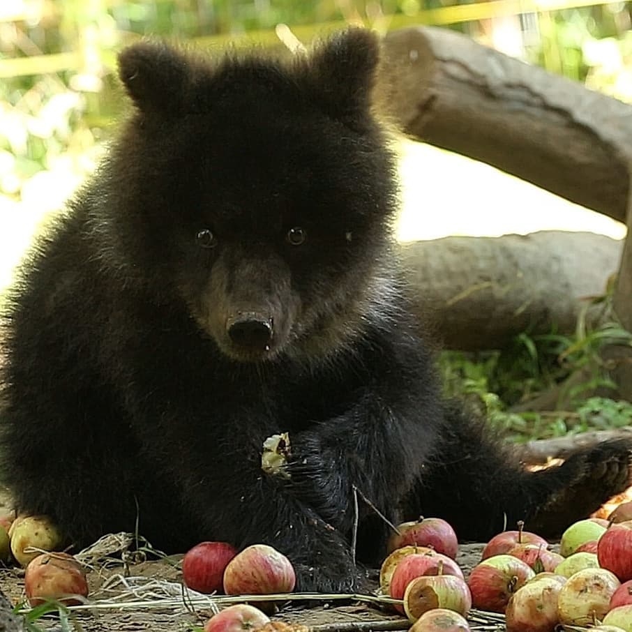 Baby Puzha - The photo, Animals, The Bears, Young, Apples, Longpost, Milota, Teddy bears