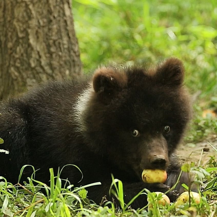 Baby Puzha - The photo, Animals, The Bears, Young, Apples, Longpost, Milota, Teddy bears