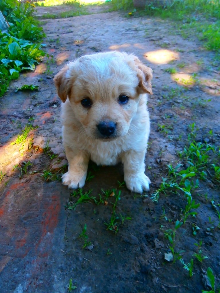 My Tishka - My, Puppies, Village, Longpost, Dog, Milota