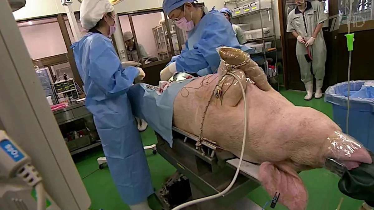 Piggy on the outside, piggy on the inside: Why can people have pig organs transplanted? - Pig, Person, Organs, Animals, Yandex Zen, Longpost