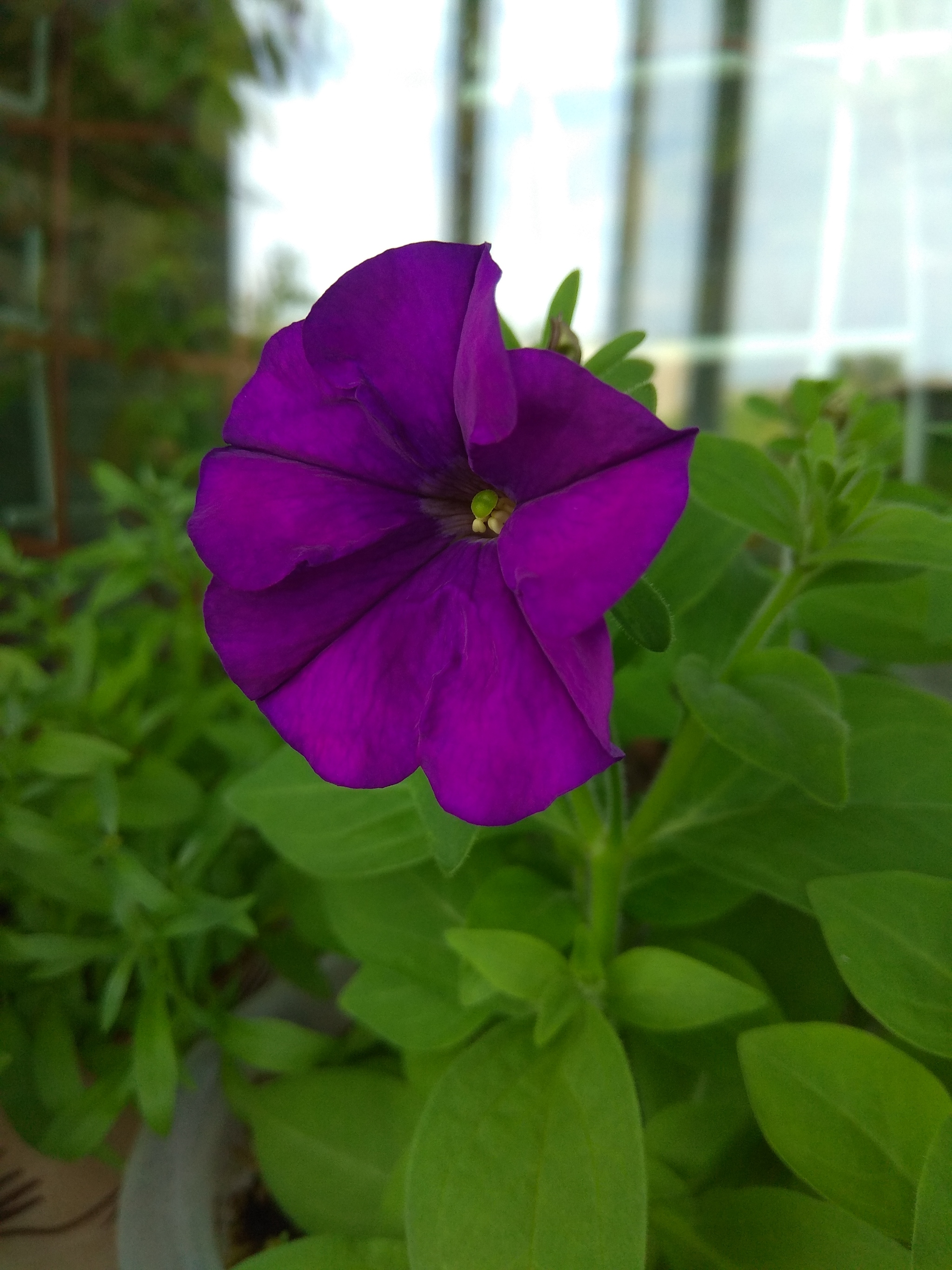 Petunias - Petunia, Flowers, beauty, Houseplants, The photo, Longpost