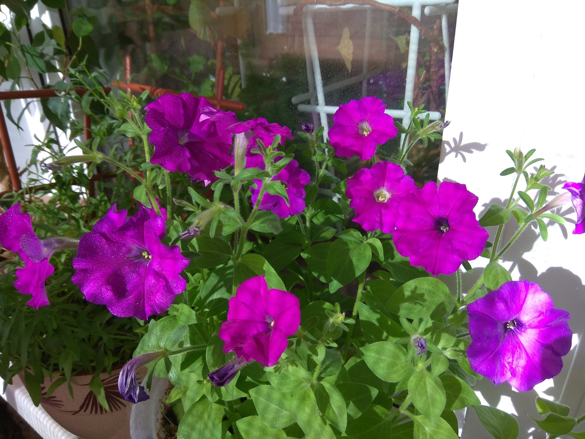 Petunias - Petunia, Flowers, beauty, Houseplants, The photo, Longpost