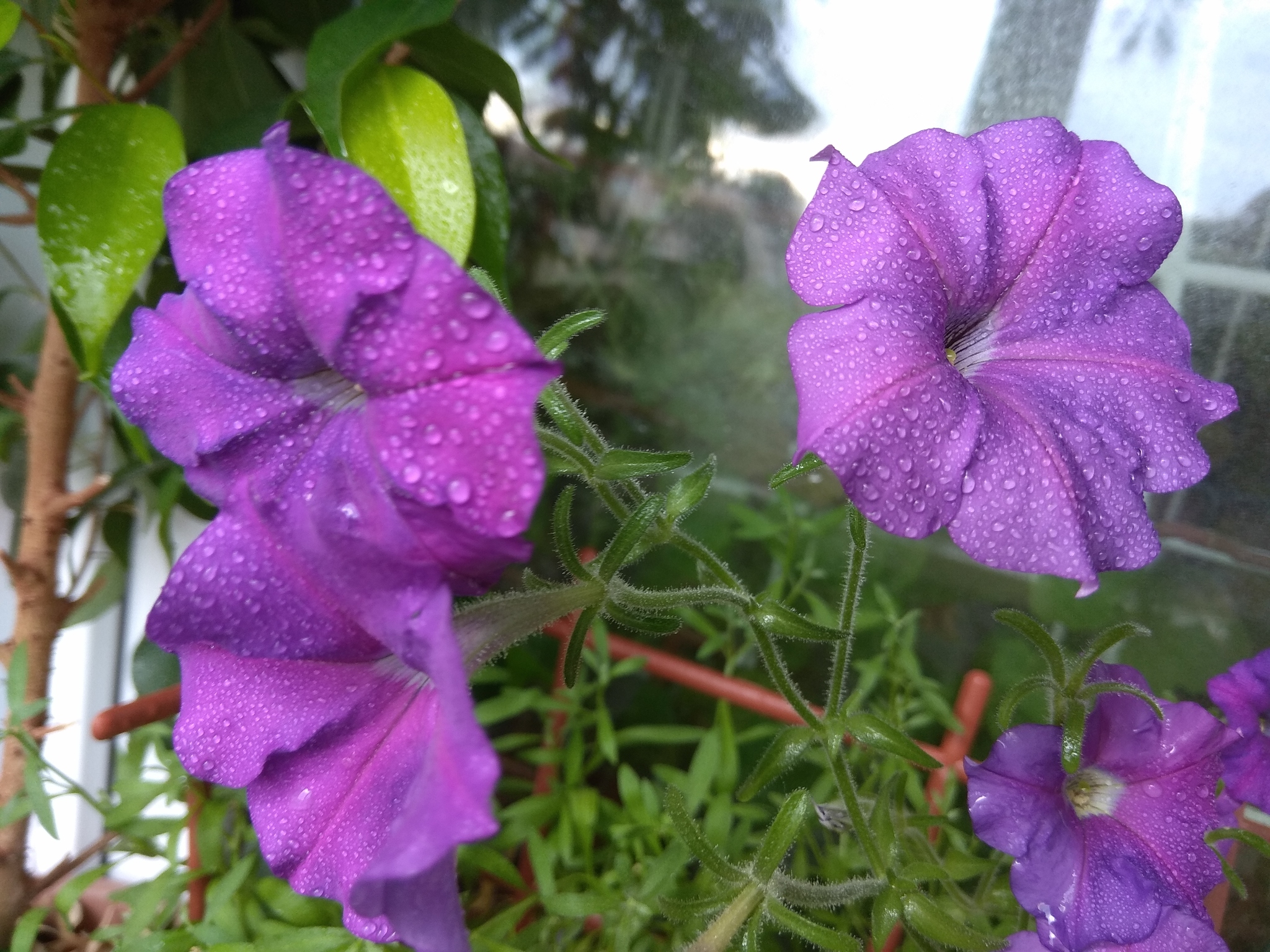 Petunias - Petunia, Flowers, beauty, Houseplants, The photo, Longpost