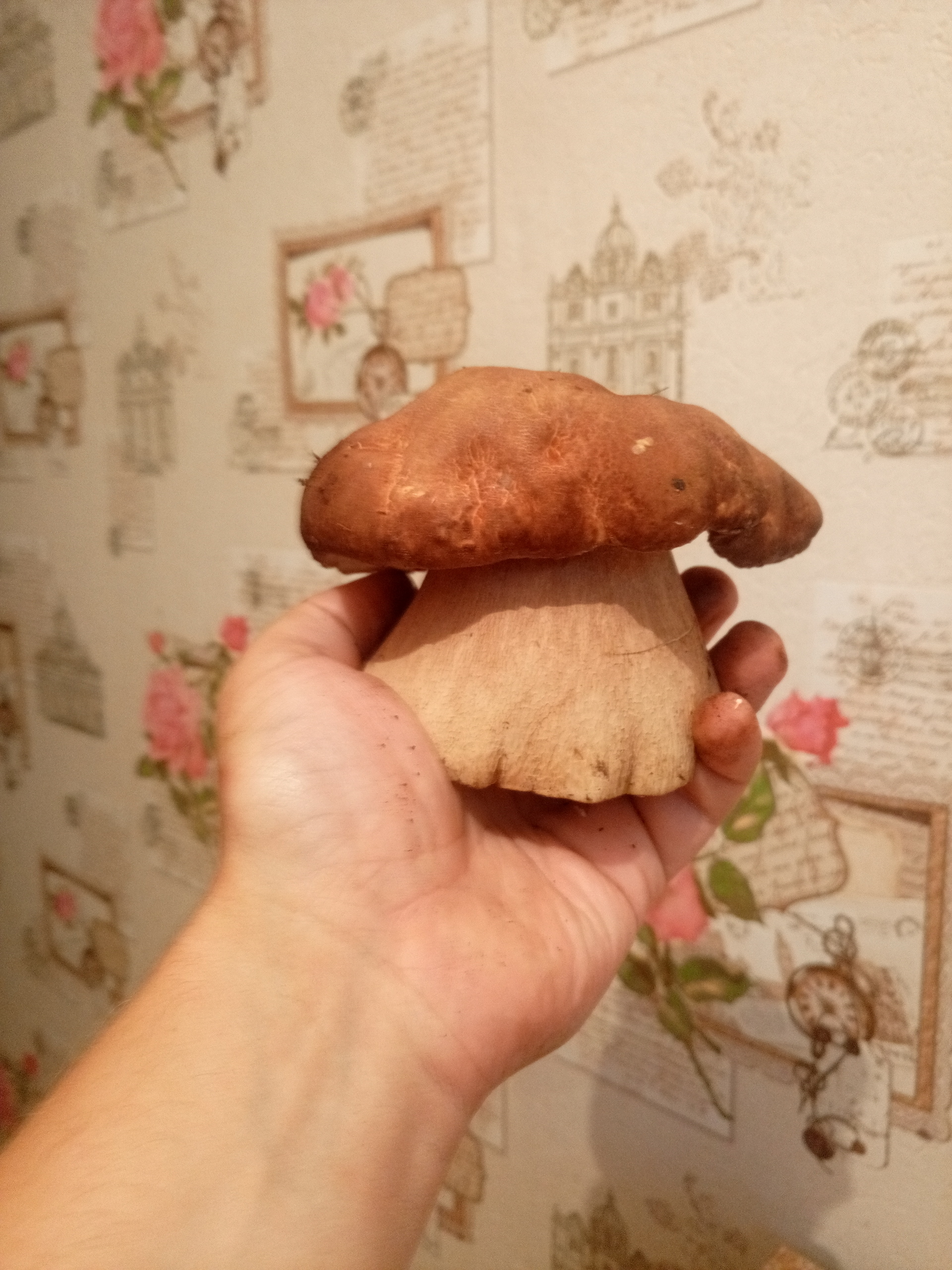 King of Mushrooms v2.0 - My, Silent hunt, Mushrooms, Forest, Mutant, Nature, Kitchen, Food, Longpost