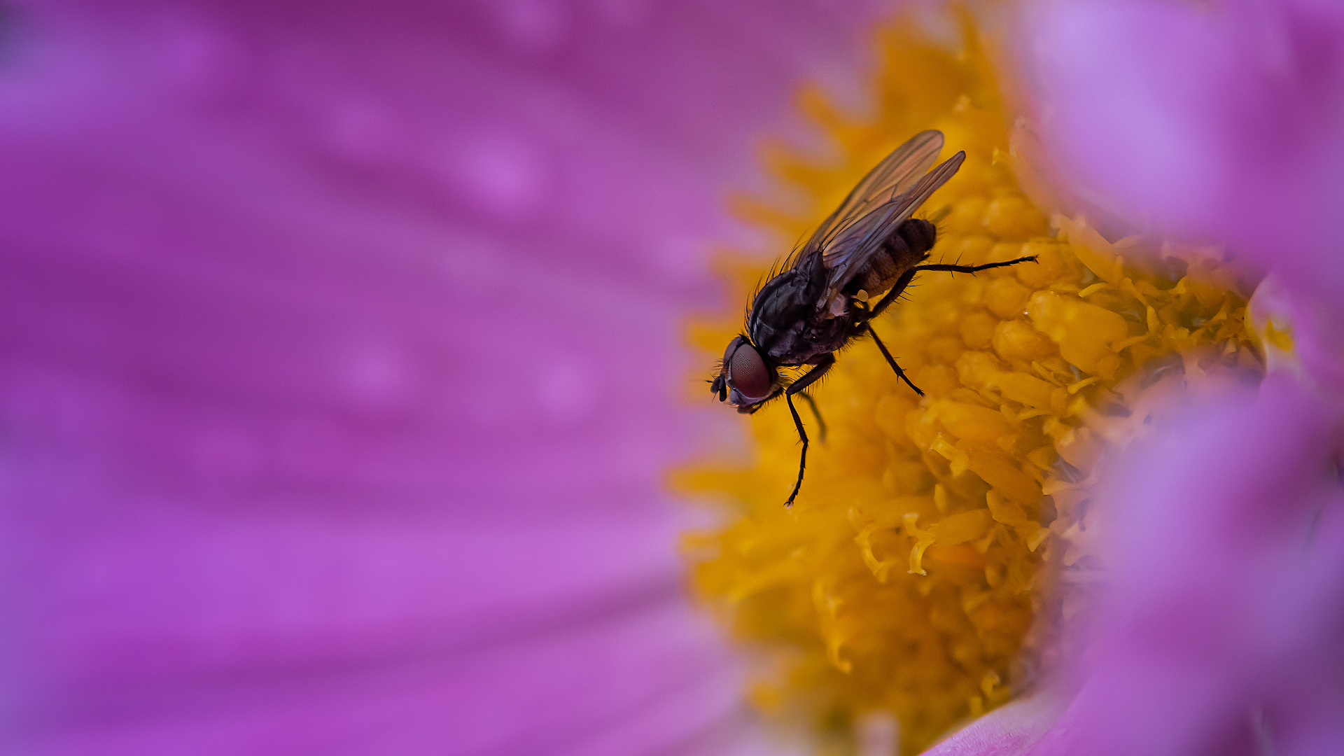 Macro on the shifter, part two - My, Nikon d5300, Macro photography, Insects, Hobby, Longpost, The photo