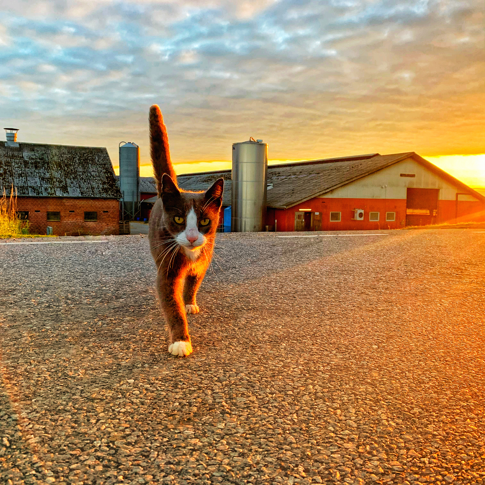 Denmark is where I live - My, Denmark, Village, The photo, Cow, Europe, A life, Mobile photography, Scandinavia, cat, Longpost