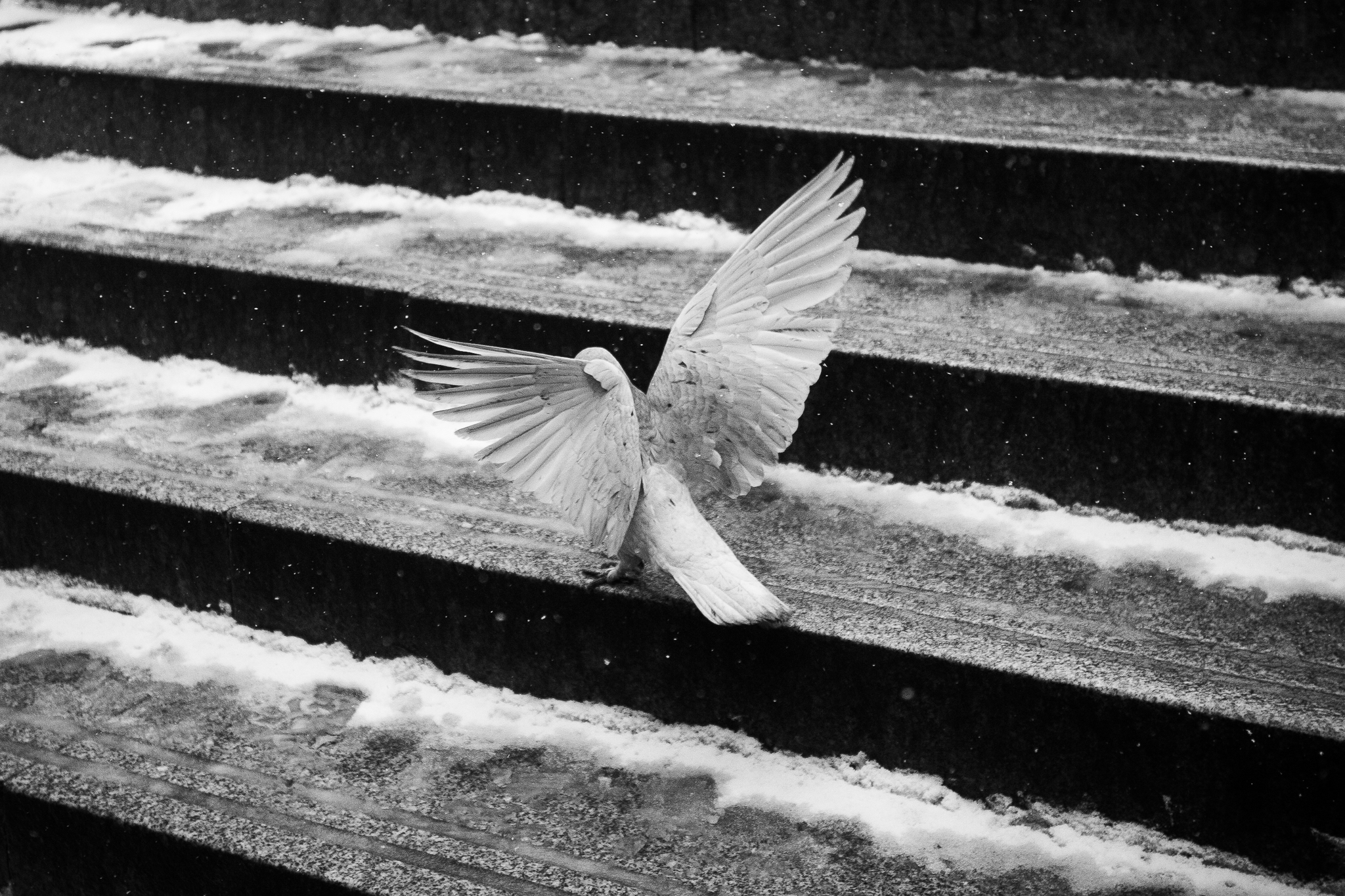 The pigeon was about to eat - My, Canon 5D, The photo, Pigeon, Mat