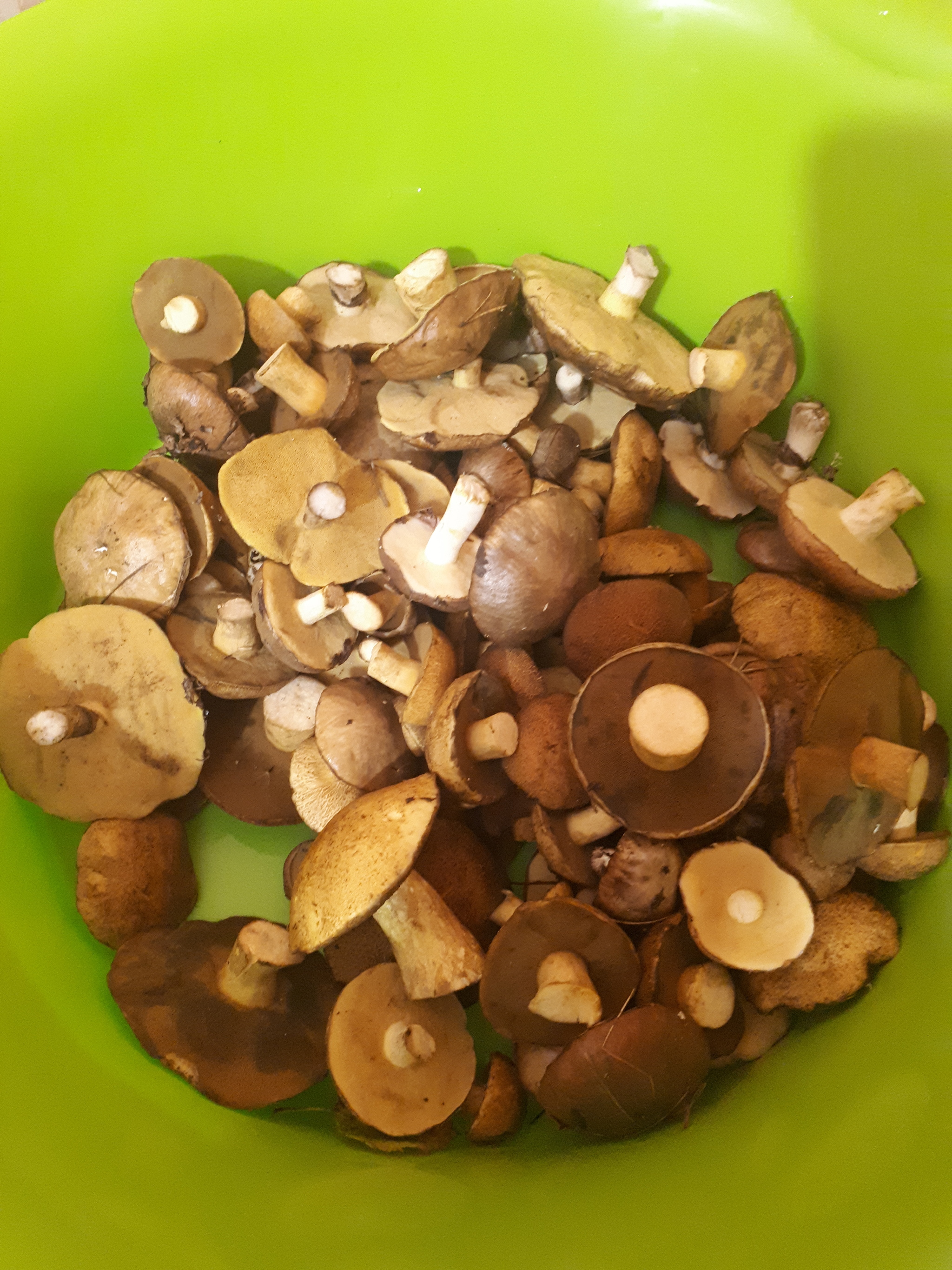 Help identify the mushroom, I have doubts - My, Mushrooms, Definition, Mojovik, Butterlets, Video, Longpost