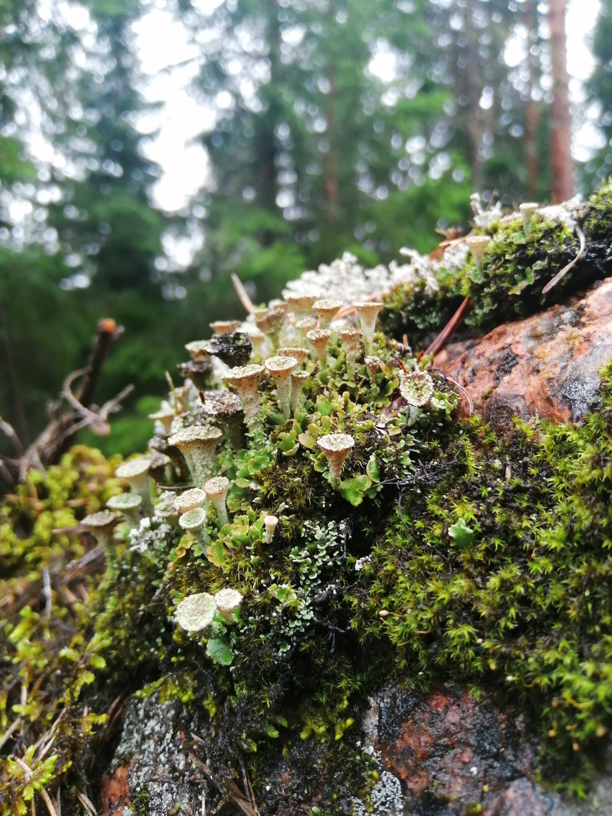 Karelia - My, Карелия, Moss, Macrocosm, Macro photography, Lichen, Longpost