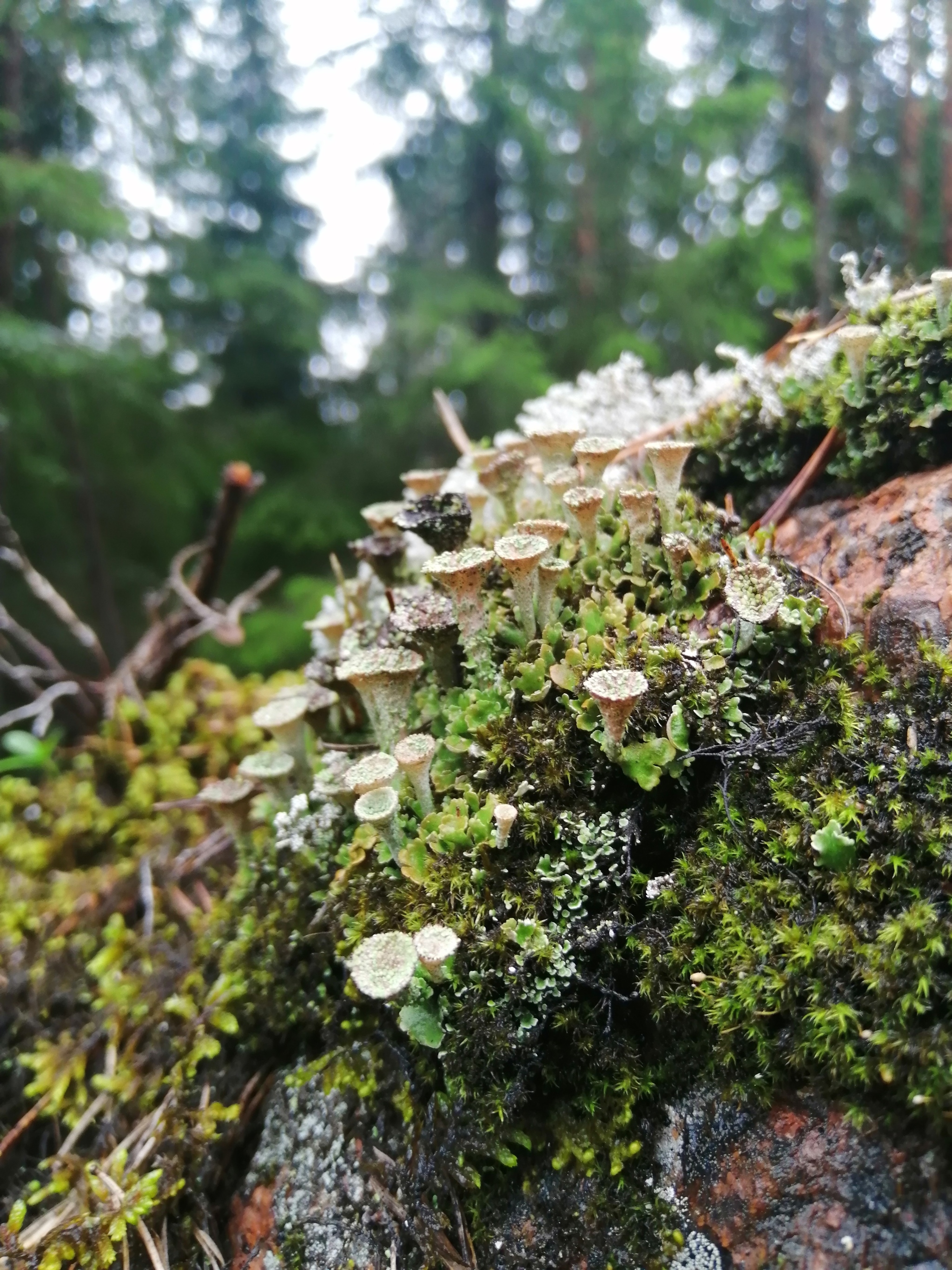 Karelia - My, Карелия, Moss, Macrocosm, Macro photography, Lichen, Longpost