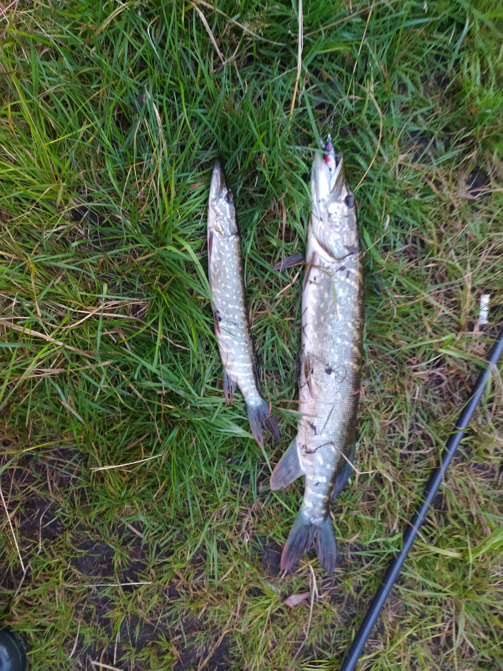 Fishing for pike from the shore - My, Fishing, Spinning, Wobbler, Murmansk region, Longpost