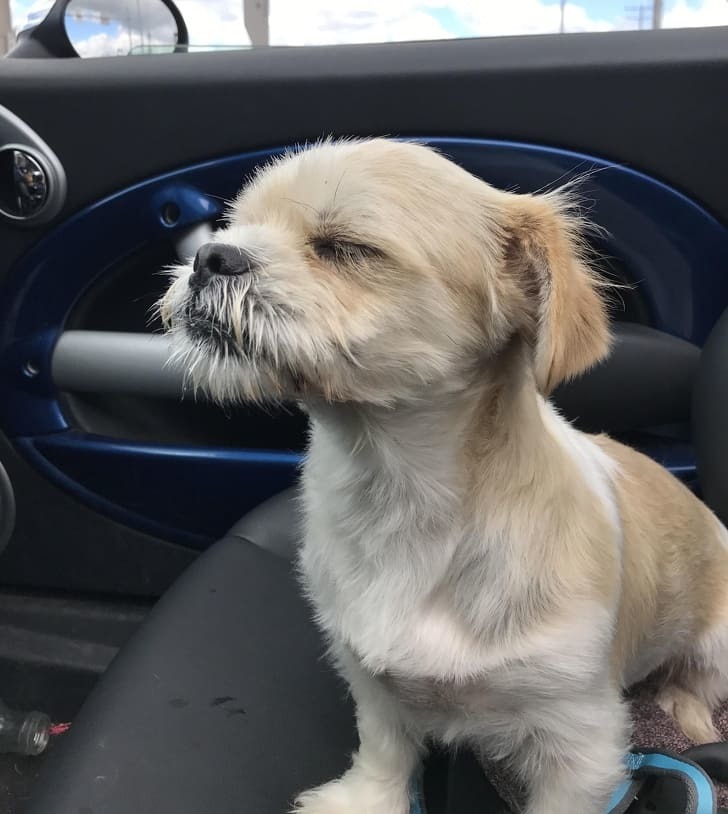 First time in the car - Dog, Milota, First time, Auto, Muzzle, The photo