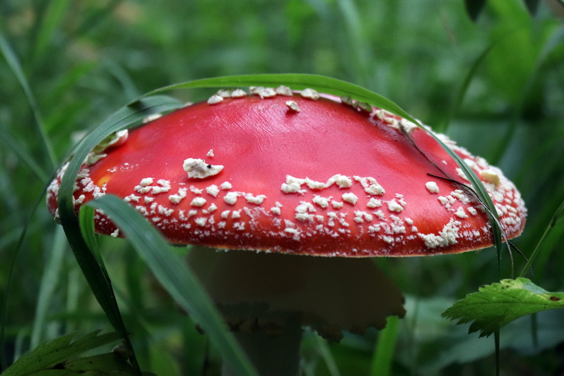 The most photogenic mushroom - My, Mushrooms, Fly agaric, Forest, Nature, The photo, Yekaterinburg, Ural, Longpost