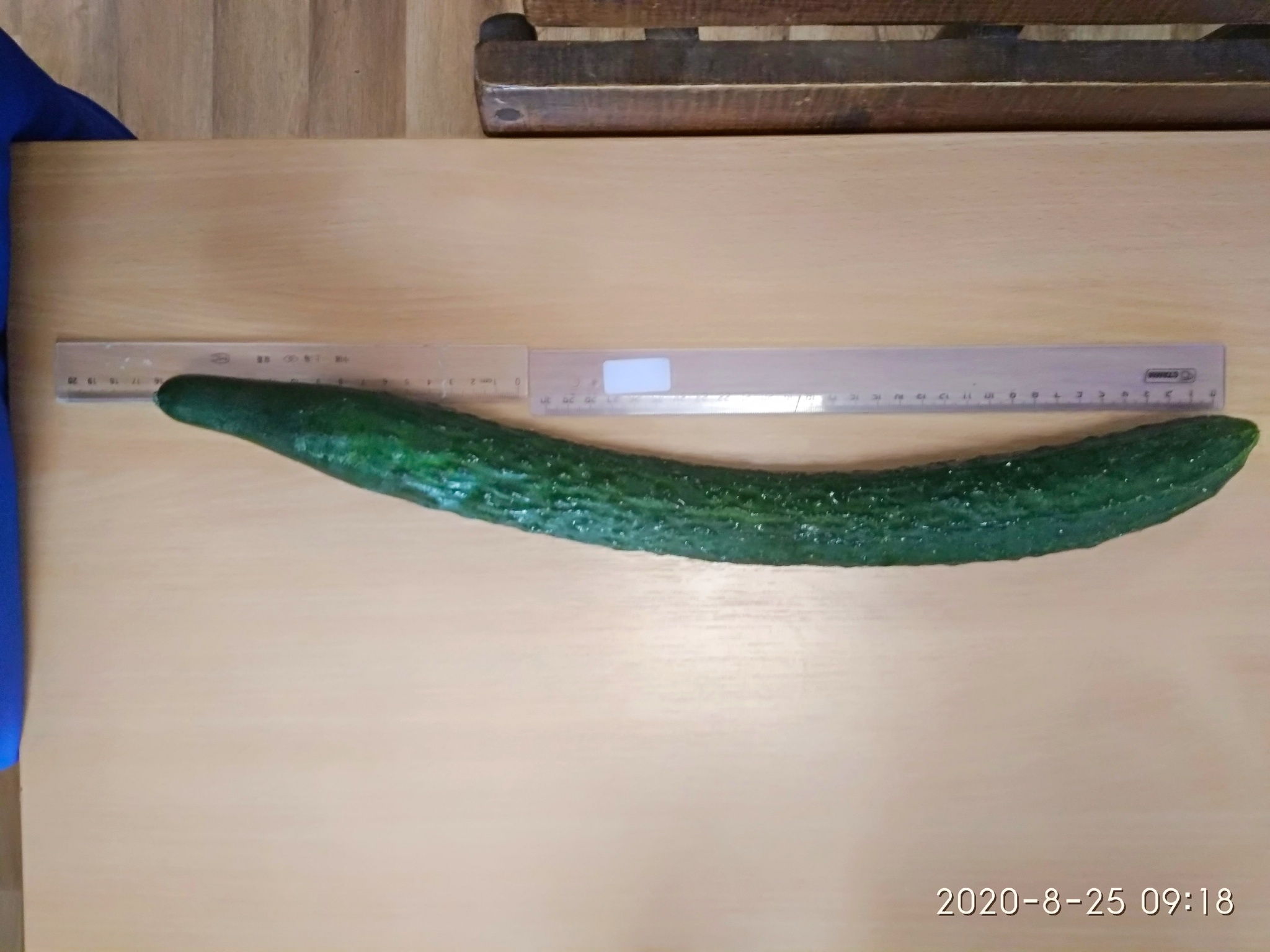 These are the cucumbers that pikabushniks grow - My, Cucumbers, The size