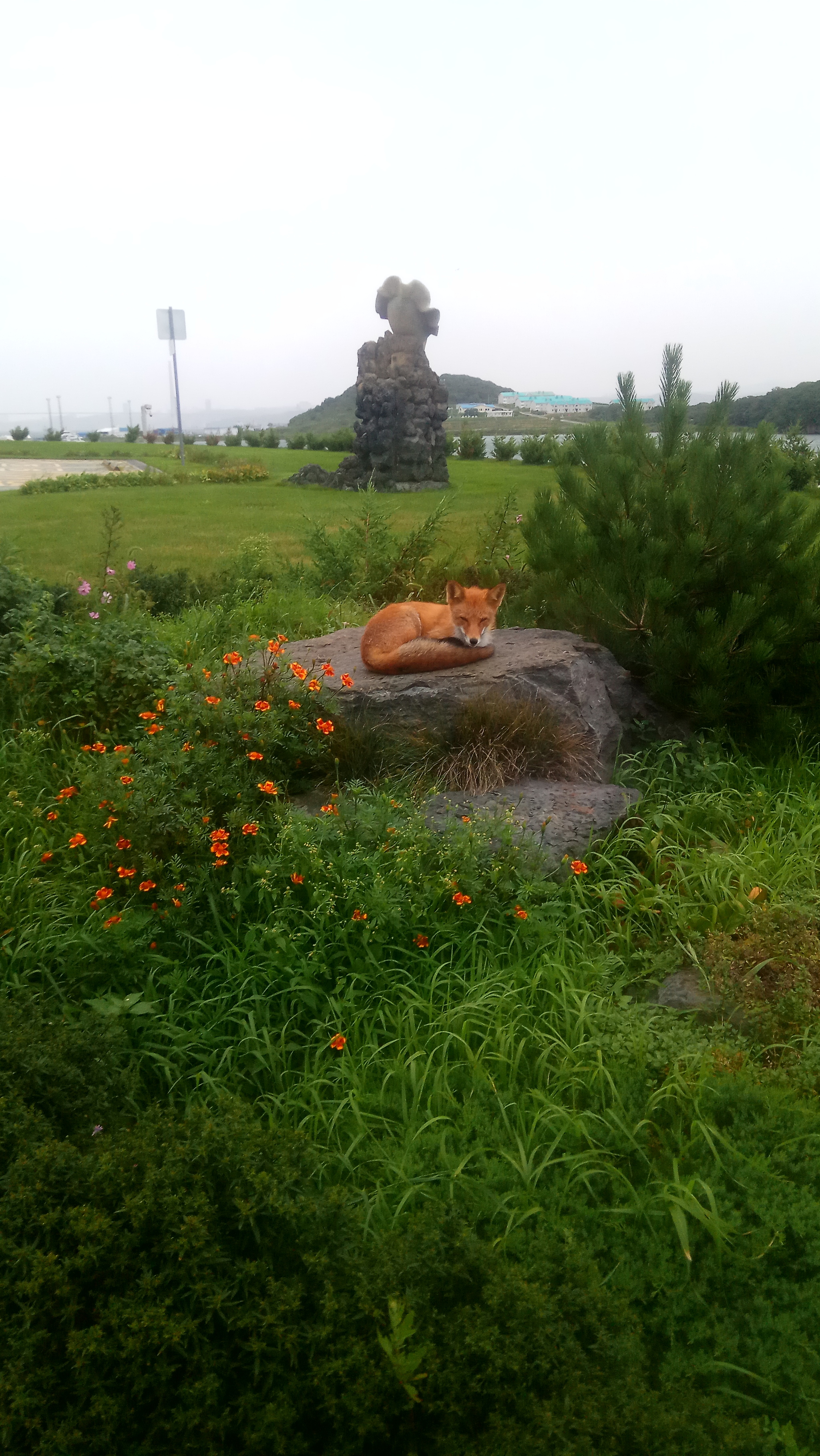 Chanterelles - My, Vladivostok, Fox, Longpost, Animals