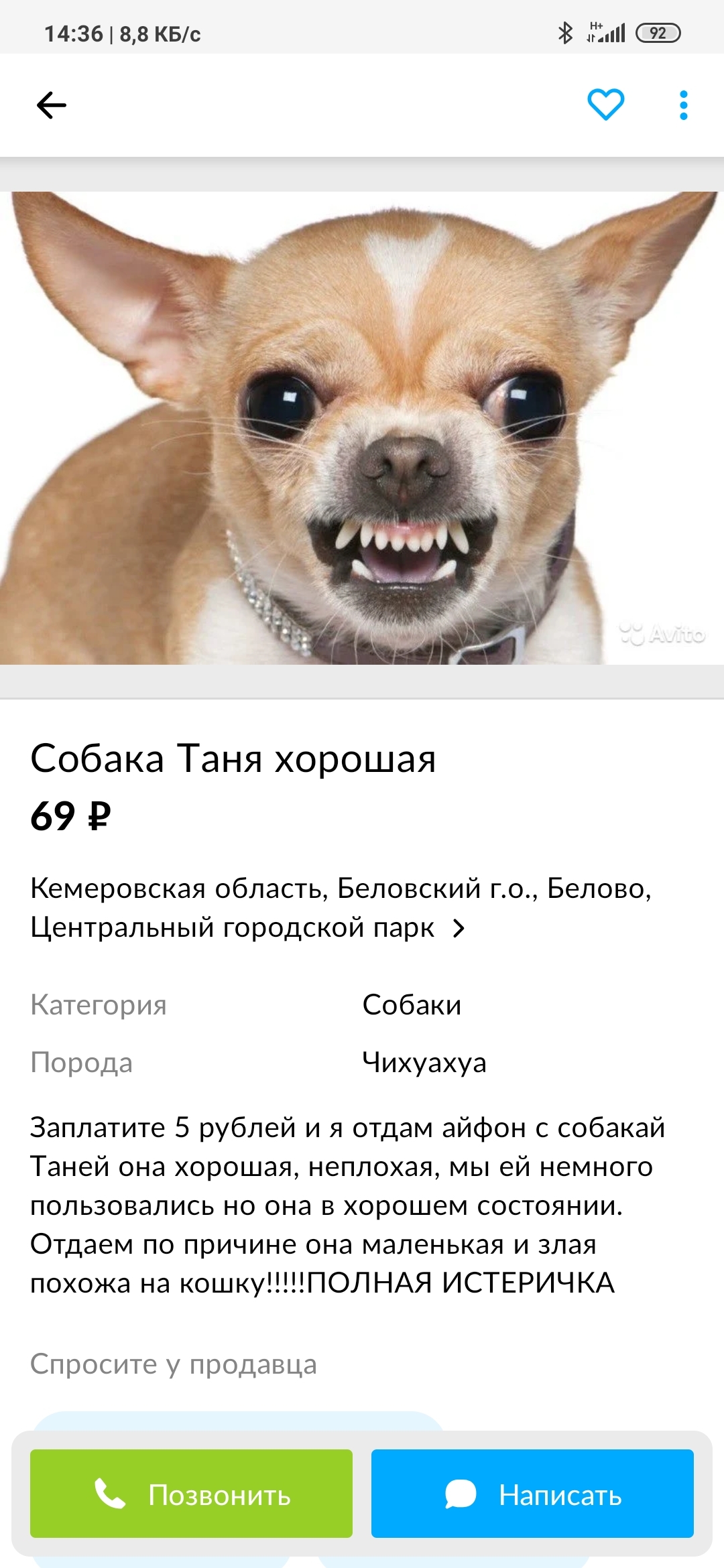 Dog Tanya - Chihuahua, Avito, Announcement, Dog, Screenshot, Longpost