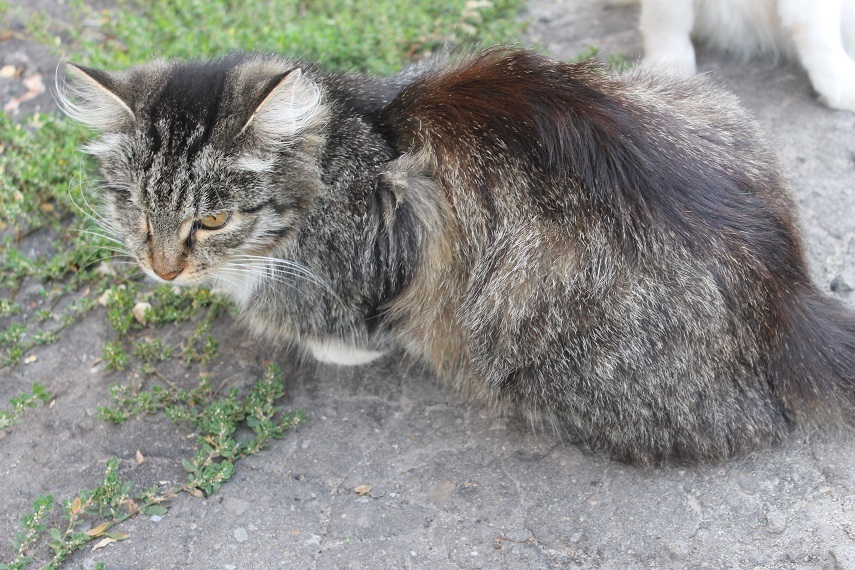 Life at the Kotoland home shelter 246 - My, cat, Shelter, Lipetsk, Shelter Cotoland, Kindness, Help, In good hands, Longpost, No rating