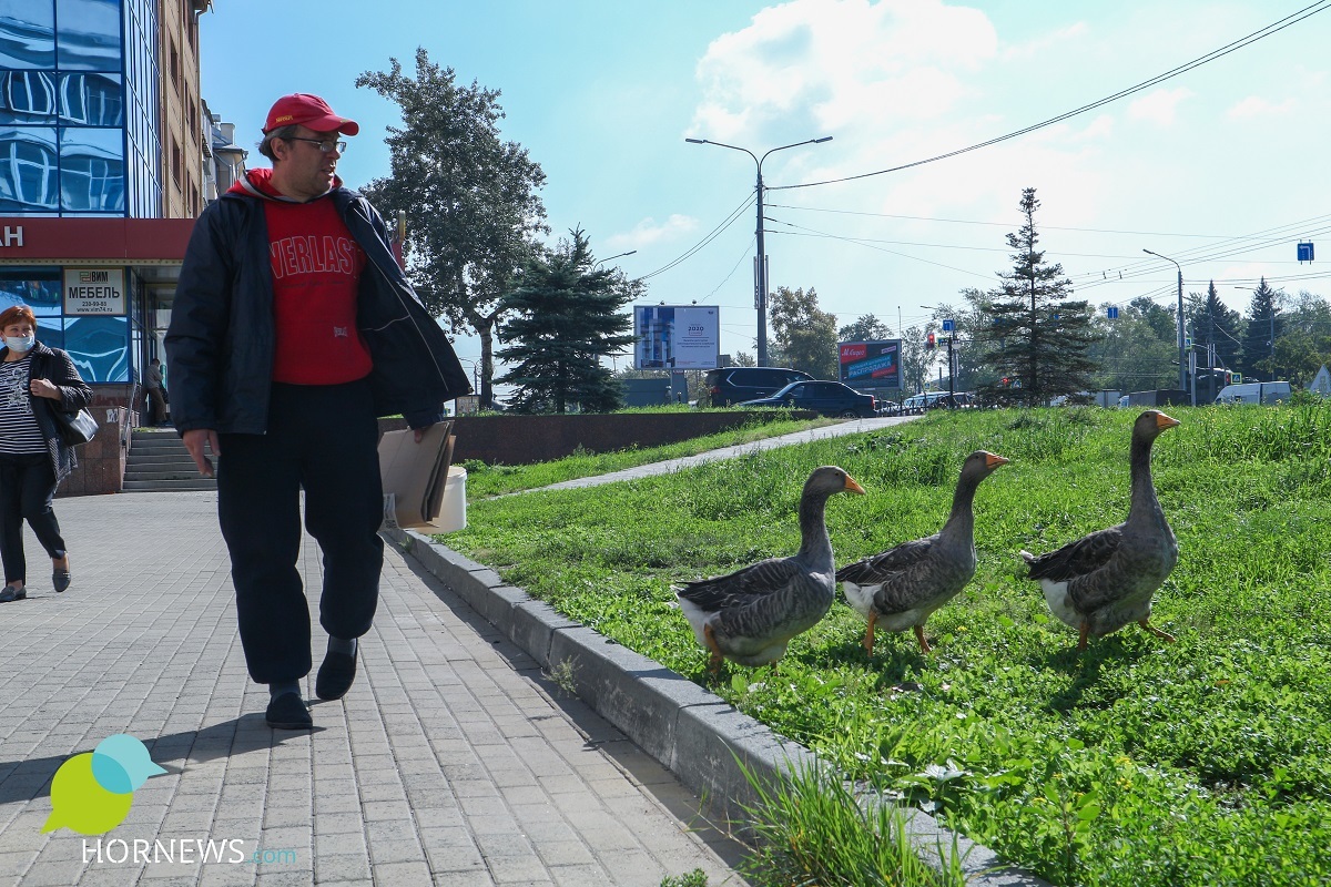 Могу целый день с ними гулять по городу»: челябинский электрик рассказал,  зачем завел в квартире гусей | Пикабу