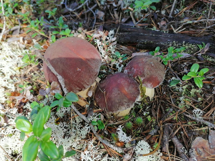 A touch of Karelian kings - My, king mushroom, Карелия, Povenets, Porcini, Silent hunt, Longpost, Mushrooms