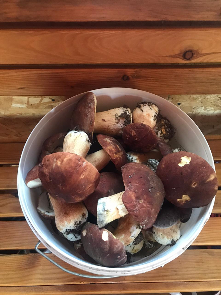 A touch of Karelian kings - My, king mushroom, Карелия, Povenets, Porcini, Silent hunt, Longpost, Mushrooms