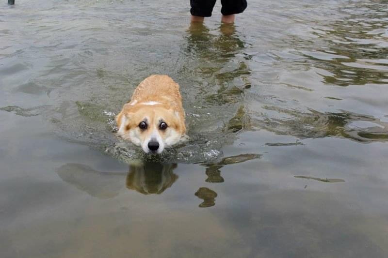Dogs who are afraid of water - Dog, Milota, Longpost, Fear, Water
