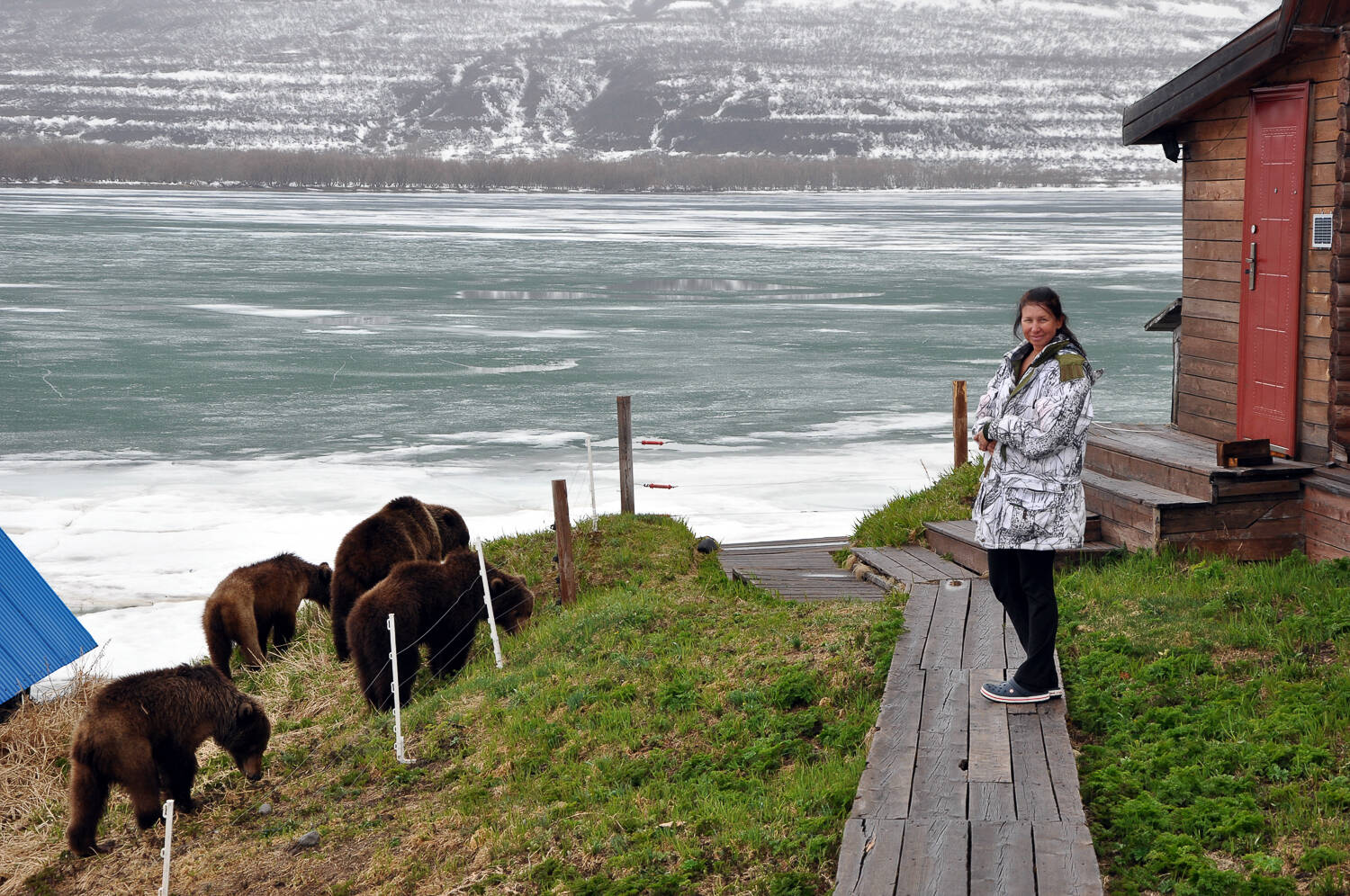 That case when work is life!... - The Bears, Brown bears, Wild animals, Kamchatka, Kuril lake, Reserves and sanctuaries, Vocation, Работа мечты, Longpost